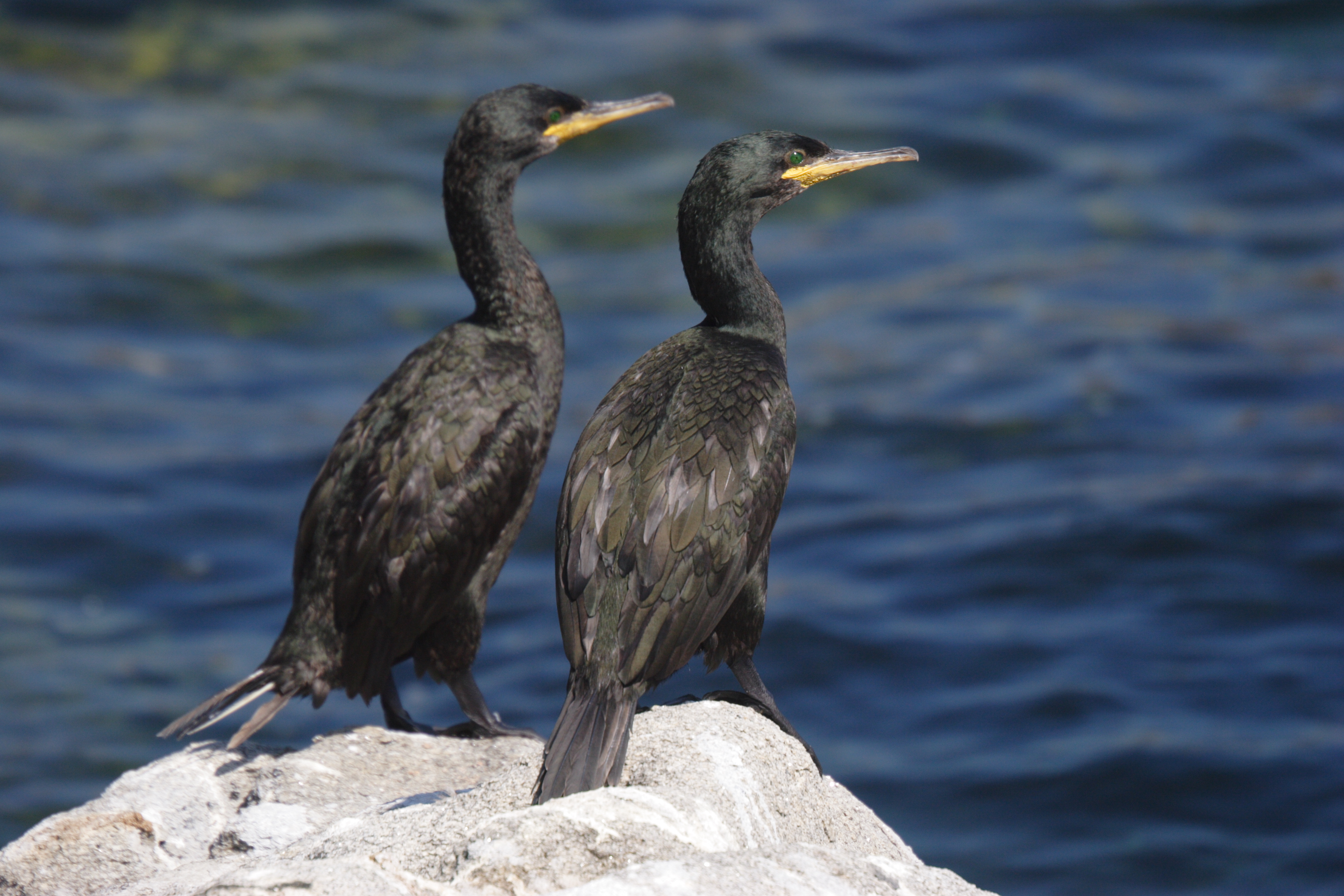 Two dark-colored cormorants with yellow beaks standing on a rocky outcrop by the ocean