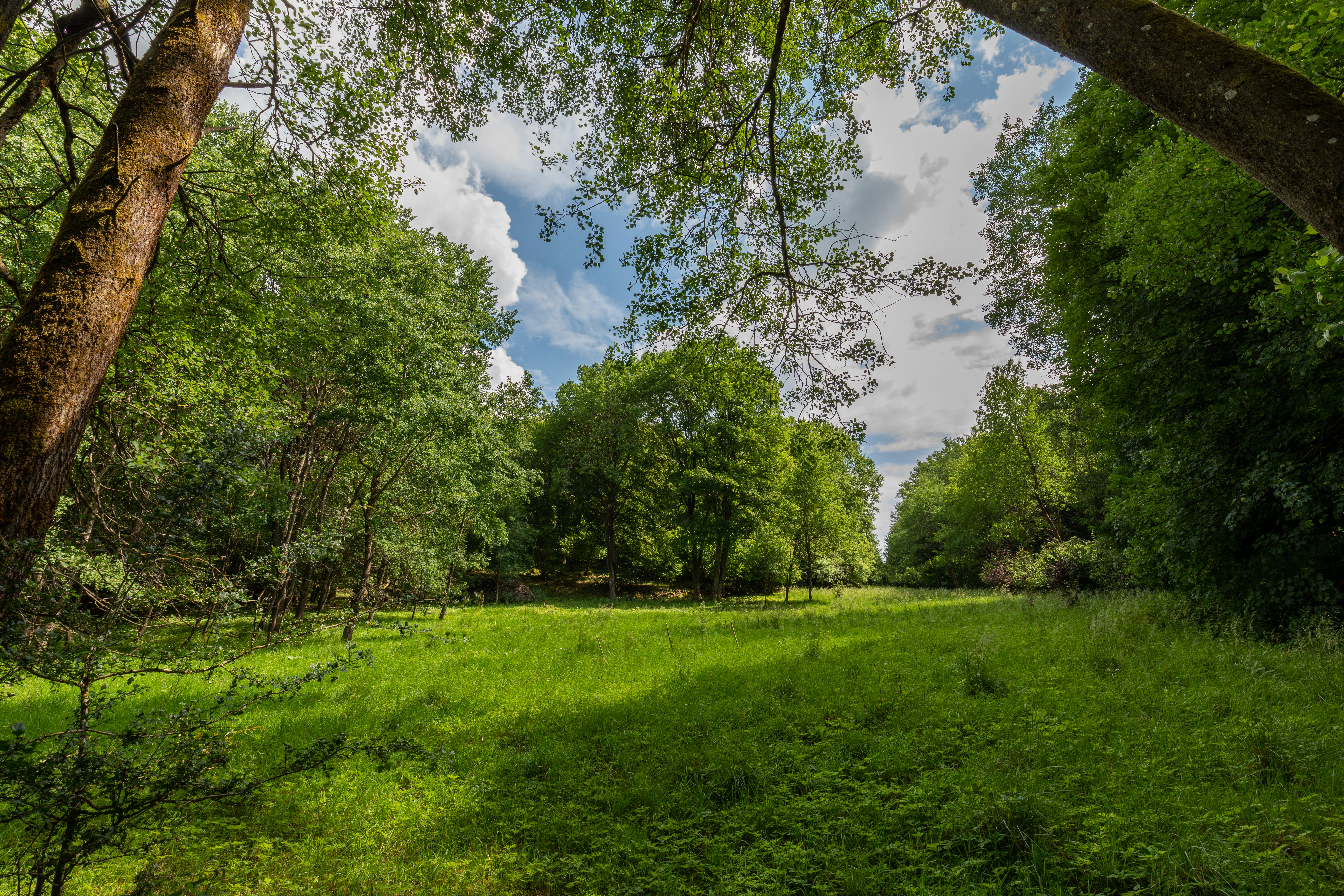 A bright green meadow opening between dense, leafy deciduous trees under a partially cloudy blue sky.
