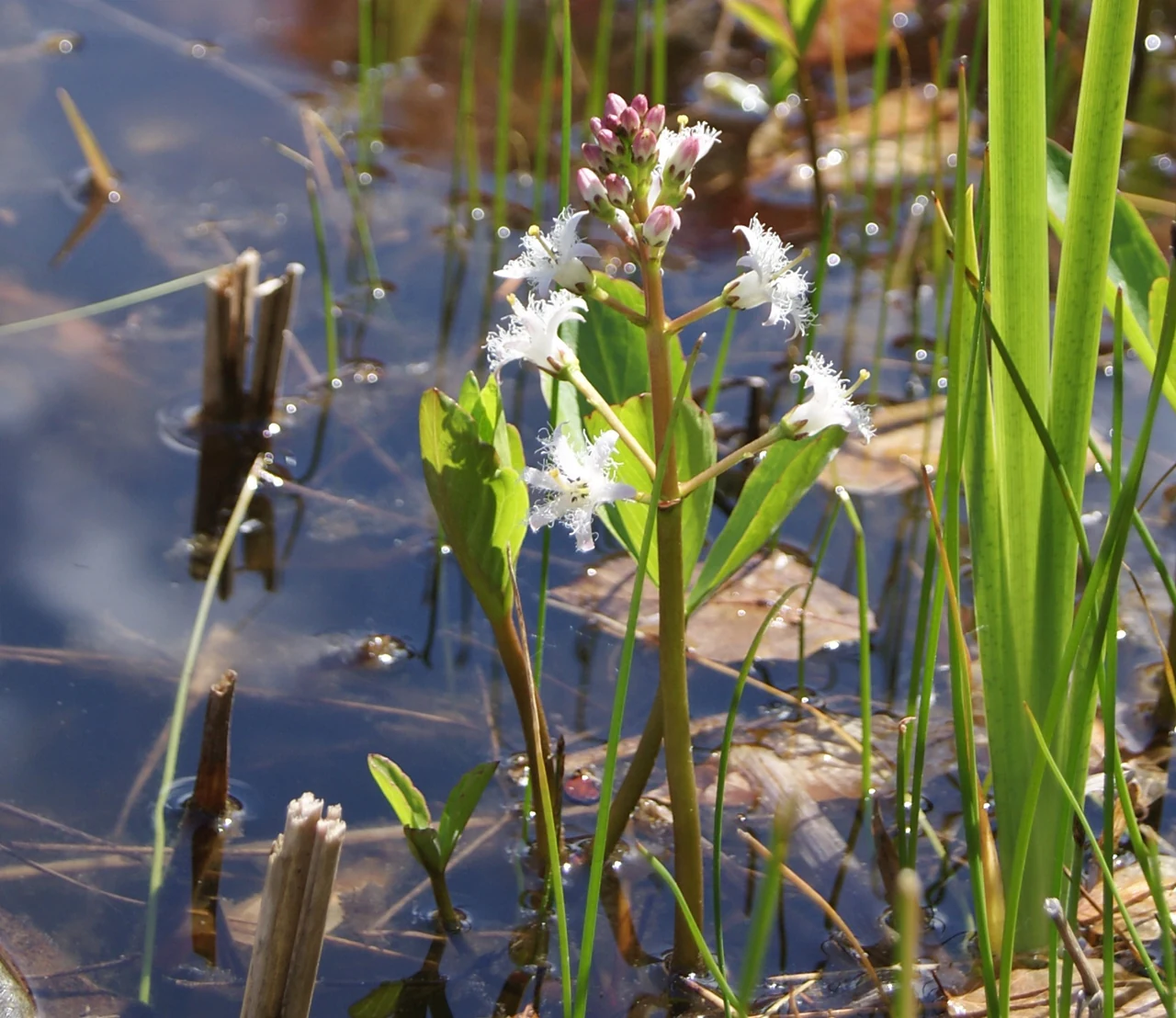 A close-up shot of a Bogbean plant, Menyanthes trifoliata, with white, fringed, star-shaped flowers and pinkish buds emerging from shallow water, surrounded by reeds.