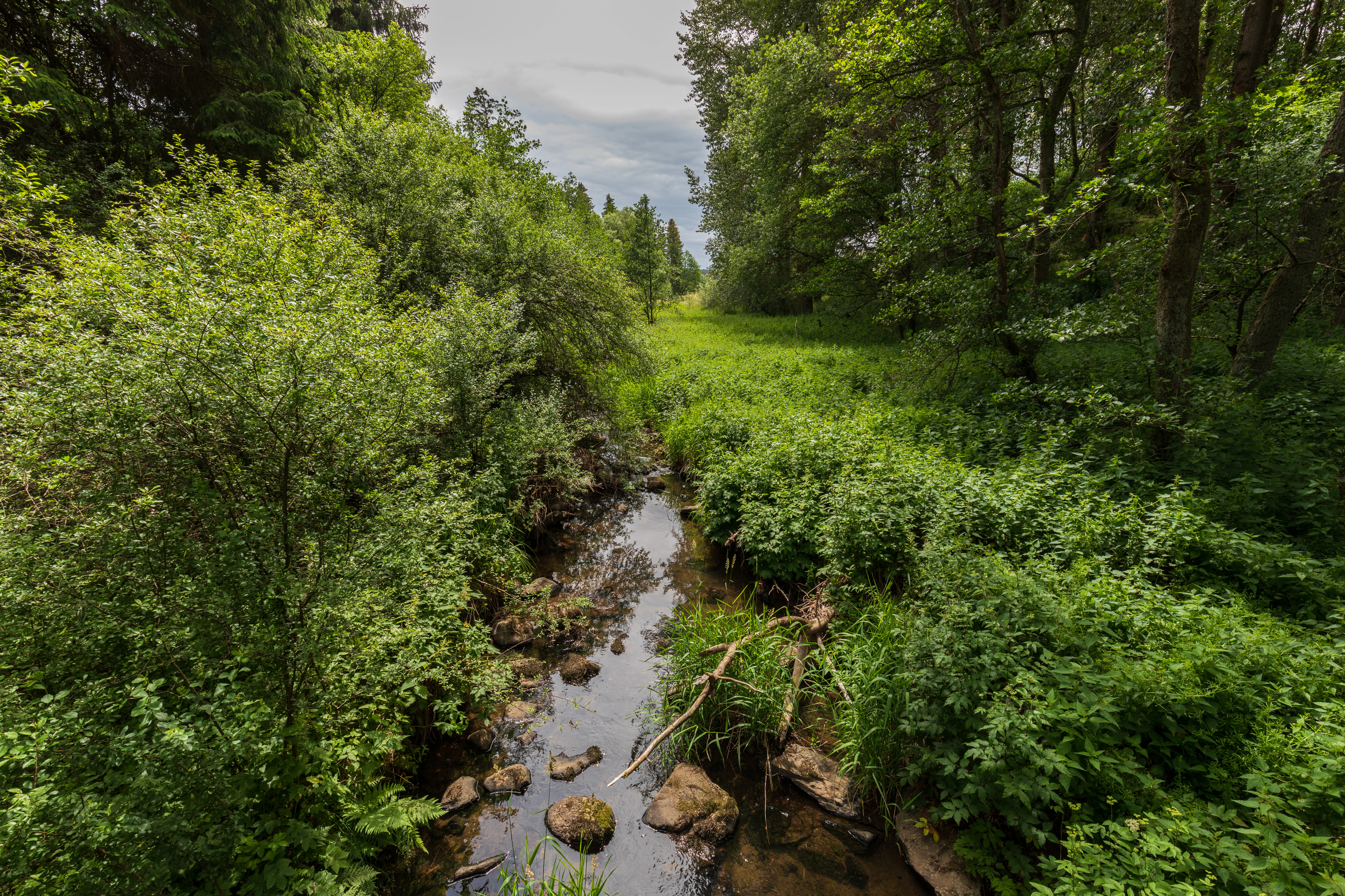 A narrow stream winding through a dense, green forest valley in summer.