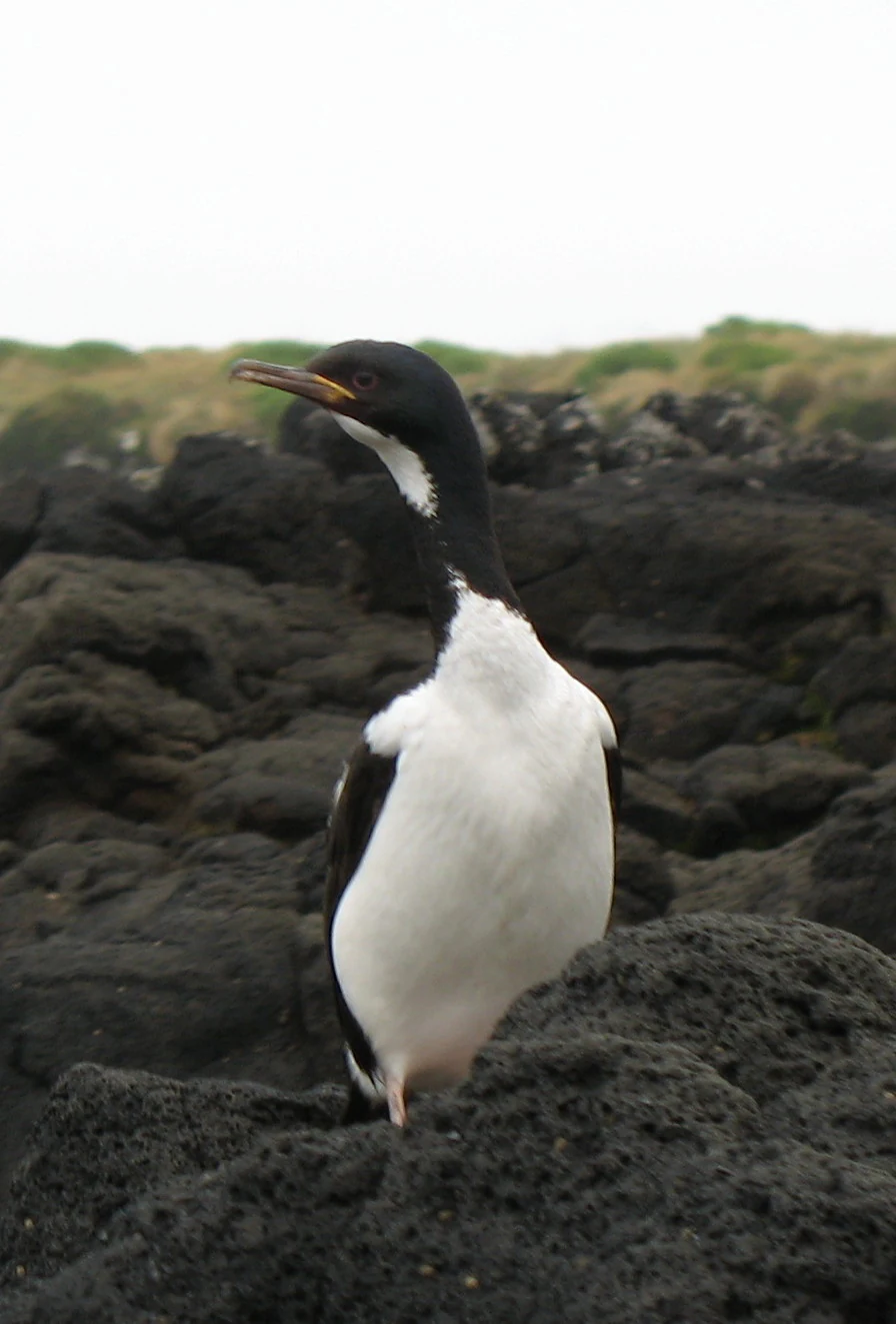 An Auckland shag bird with black and white feathers standing on dark, porous volcanic rocks against a pale, overcast sky.