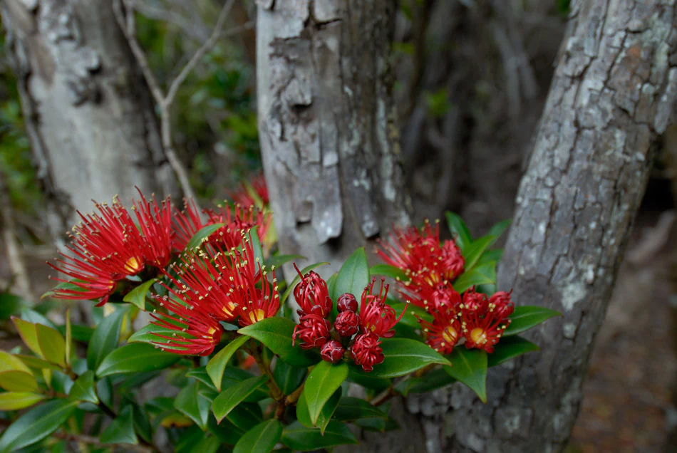 Close up of vivid red Southern Rata flowers with green leaves and textured gray tree trunks in the background.