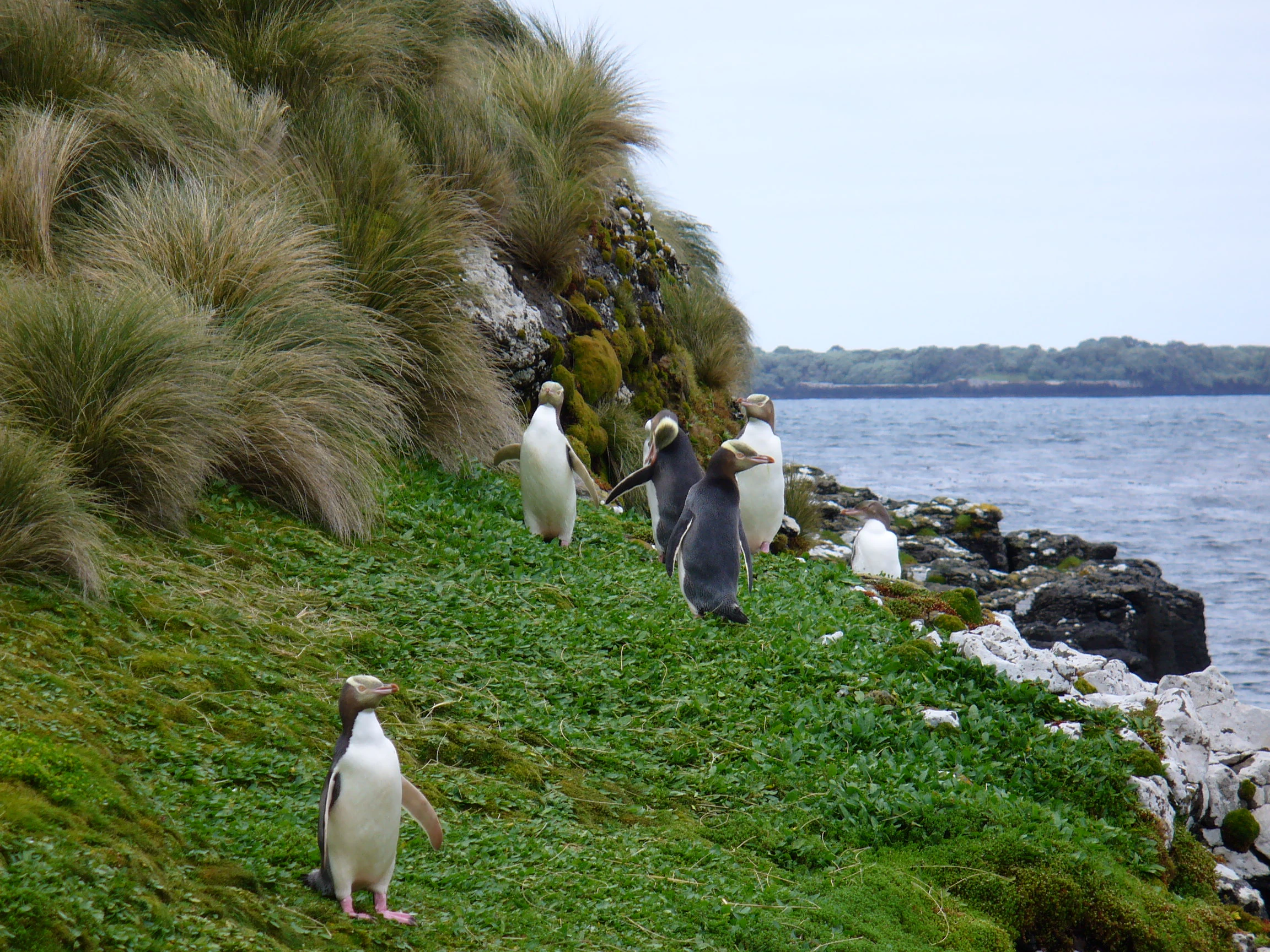 A group of yellow-eyed penguins standing on a grassy, mossy coastal slope with a rocky shoreline and ocean in the background.