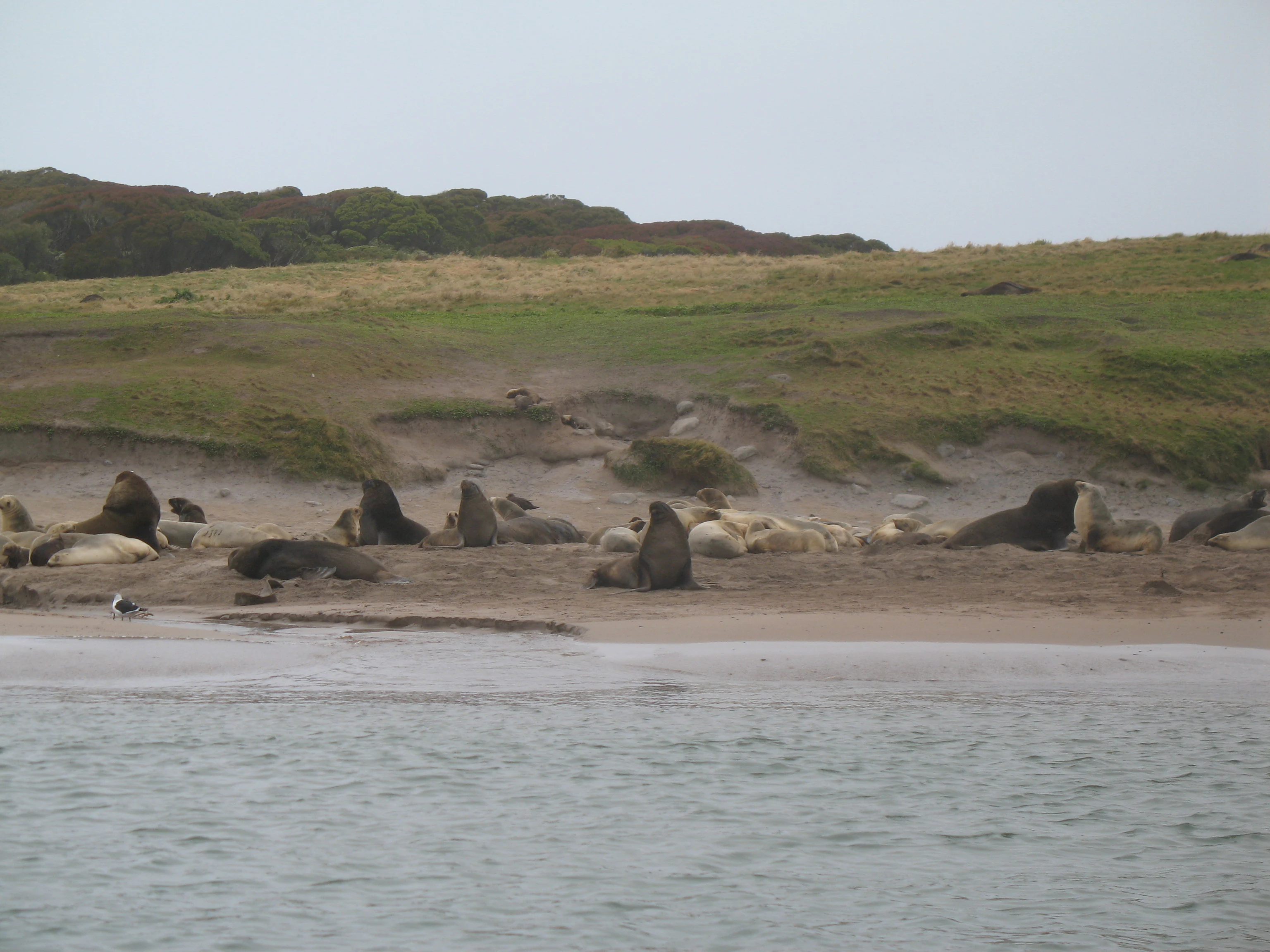 A group of brown sea lions resting on a beach with green, hilly slopes in the background under an overcast sky.