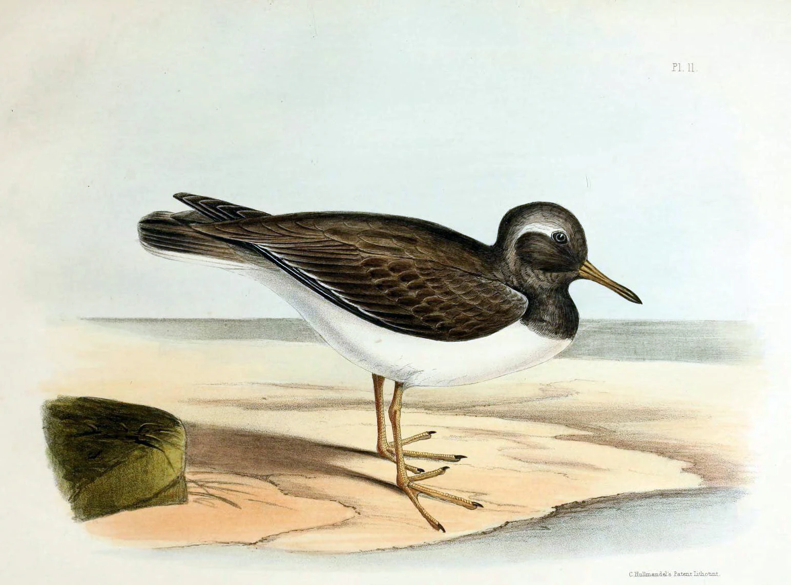 A vintage scientific illustration of a shore plover bird with dark brown wings, a white underside, and a slender beak, standing on a sandy beach shore.
