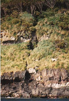 A steep, rocky coastline rising from the water, covered in dense, grassy subantarctic vegetation with dark trees at the top edge.