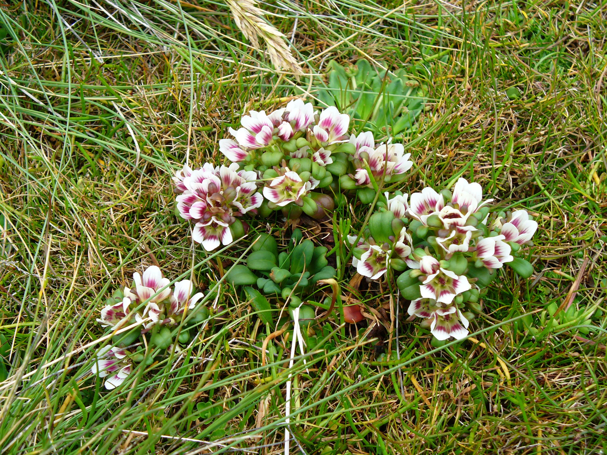 Gentianella concinna on Enderby Island