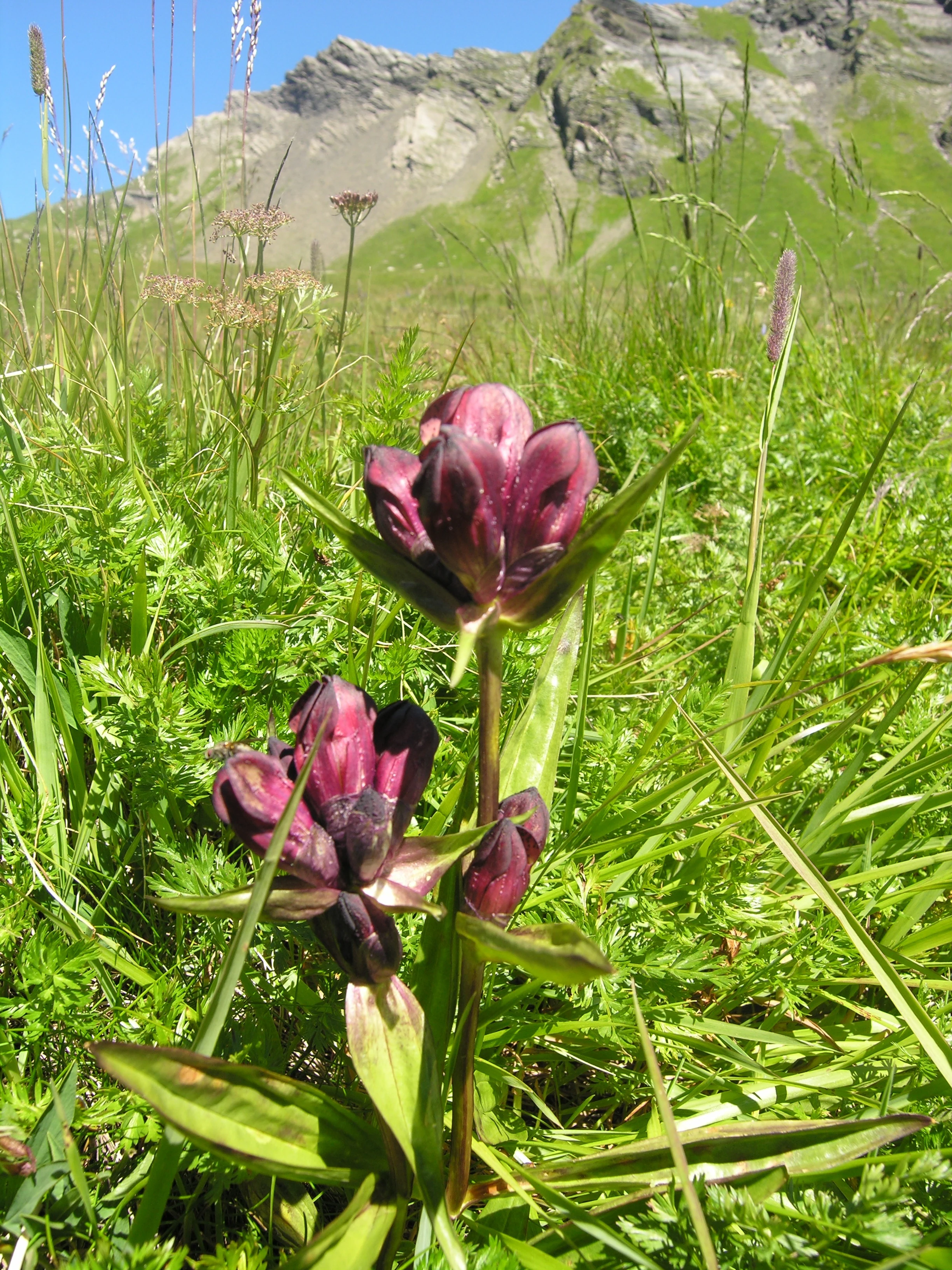 Two dark purple flowers of Gentiana purpurea stand in a lush green alpine meadow, with a rocky mountain slope in the background under a blue sky.