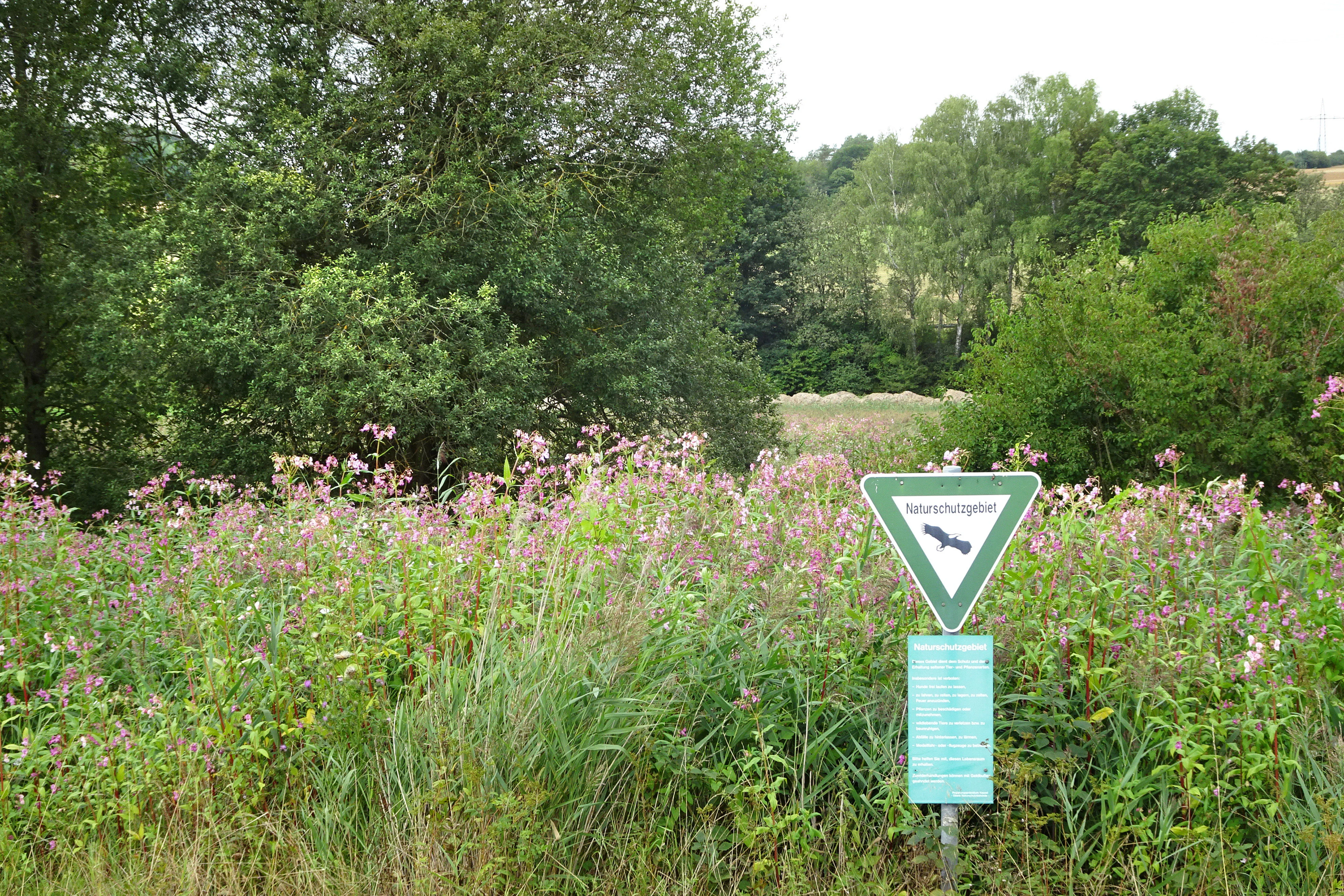 A triangular German nature reserve sign featuring an eagle icon stands in a field of tall grass and wildflowers near a wooded area.