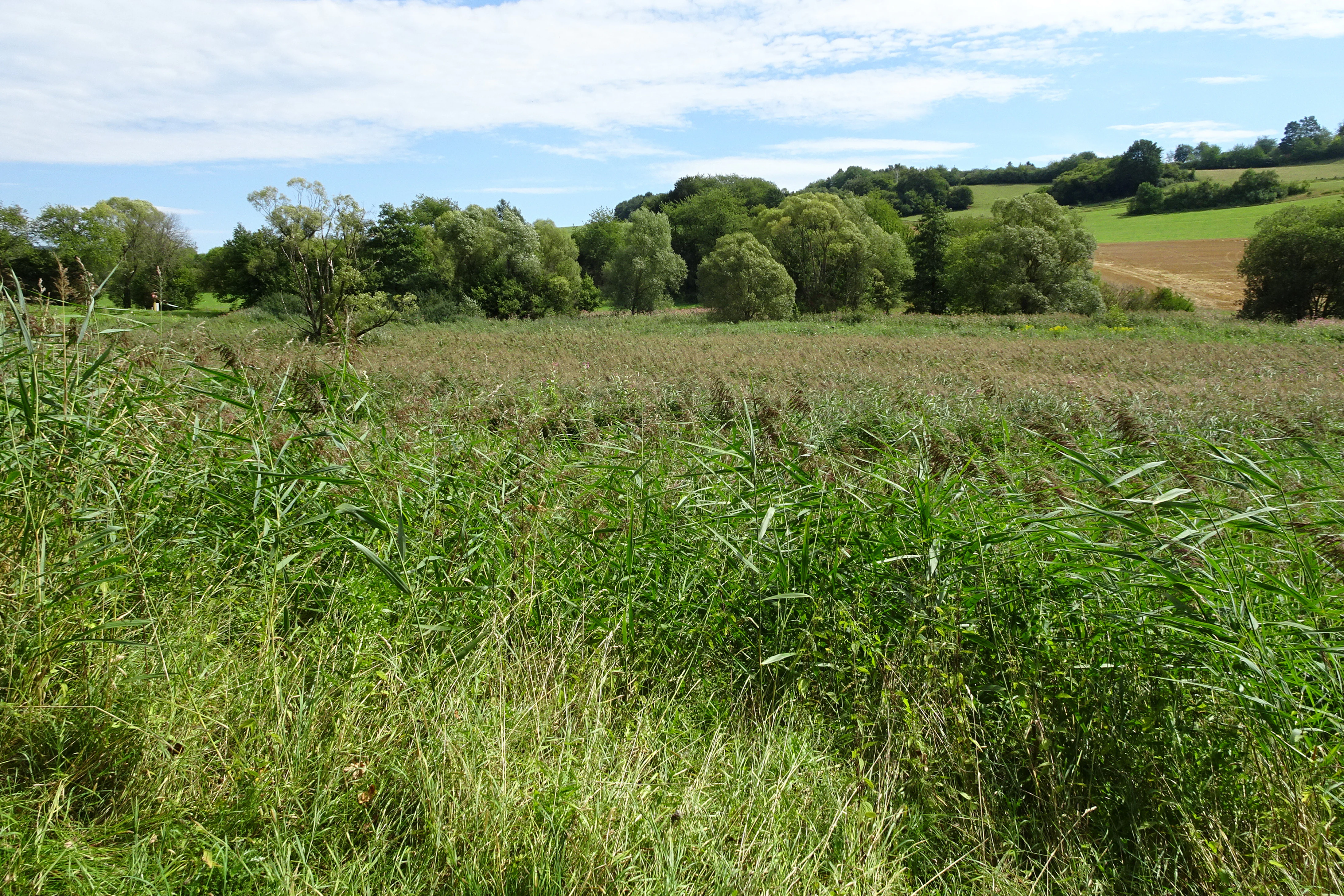 A wide view of a wetland meadow filled with grasses and reeds, with a line of trees and rolling hills in the background under a partly cloudy sky.