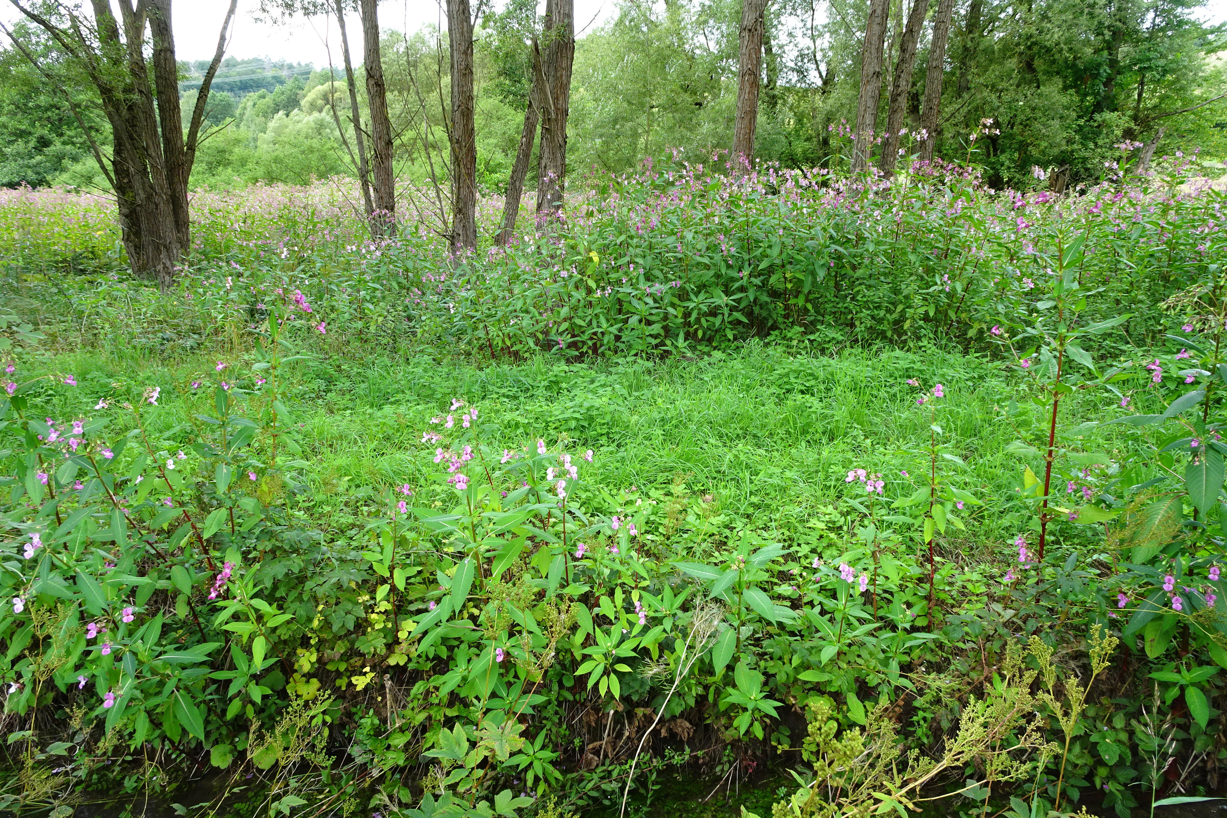 A green, lush meadow and wetland area at Auf dem Ried bei Iba, with tall wild vegetation, blooming wildflowers, and a line of trees in the background.