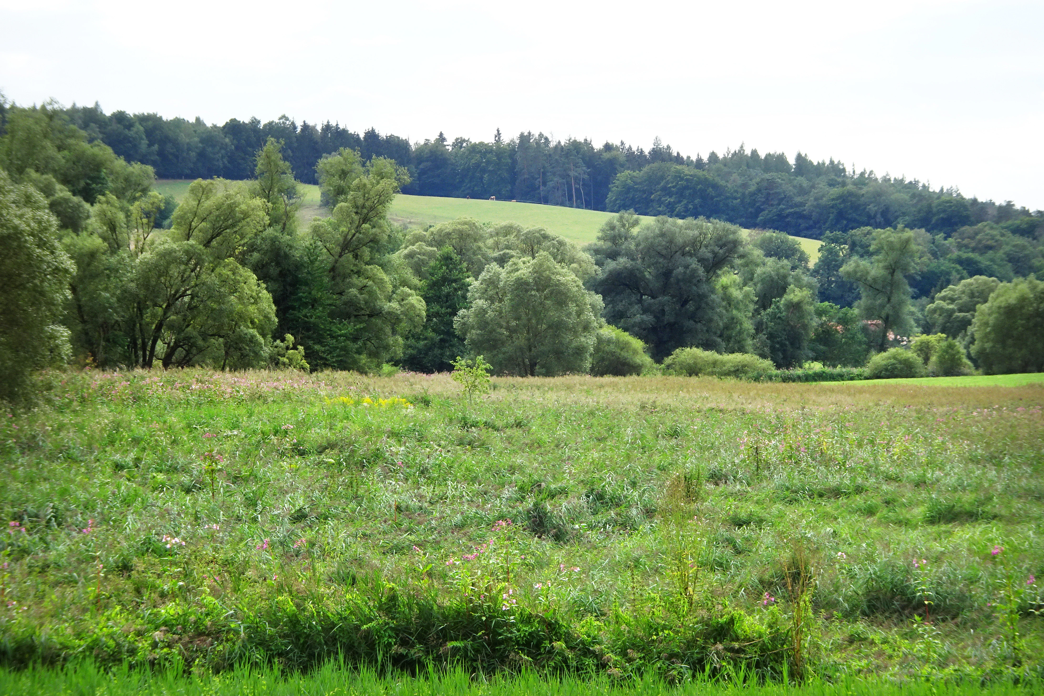 A wide view of a green meadow with wild grasses and small flowers, bordered by a dense line of deciduous trees and a hilly forest background.