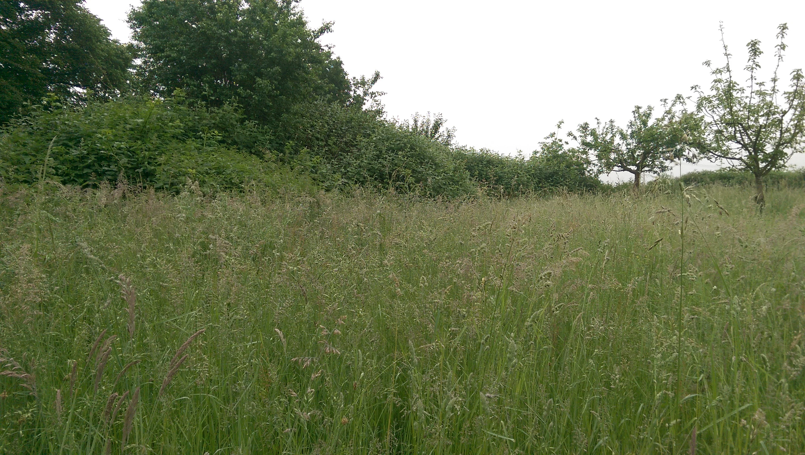 A meadow filled with tall grasses and wild meadow flowers, with a line of dense shrubs and trees in the background under an overcast sky.