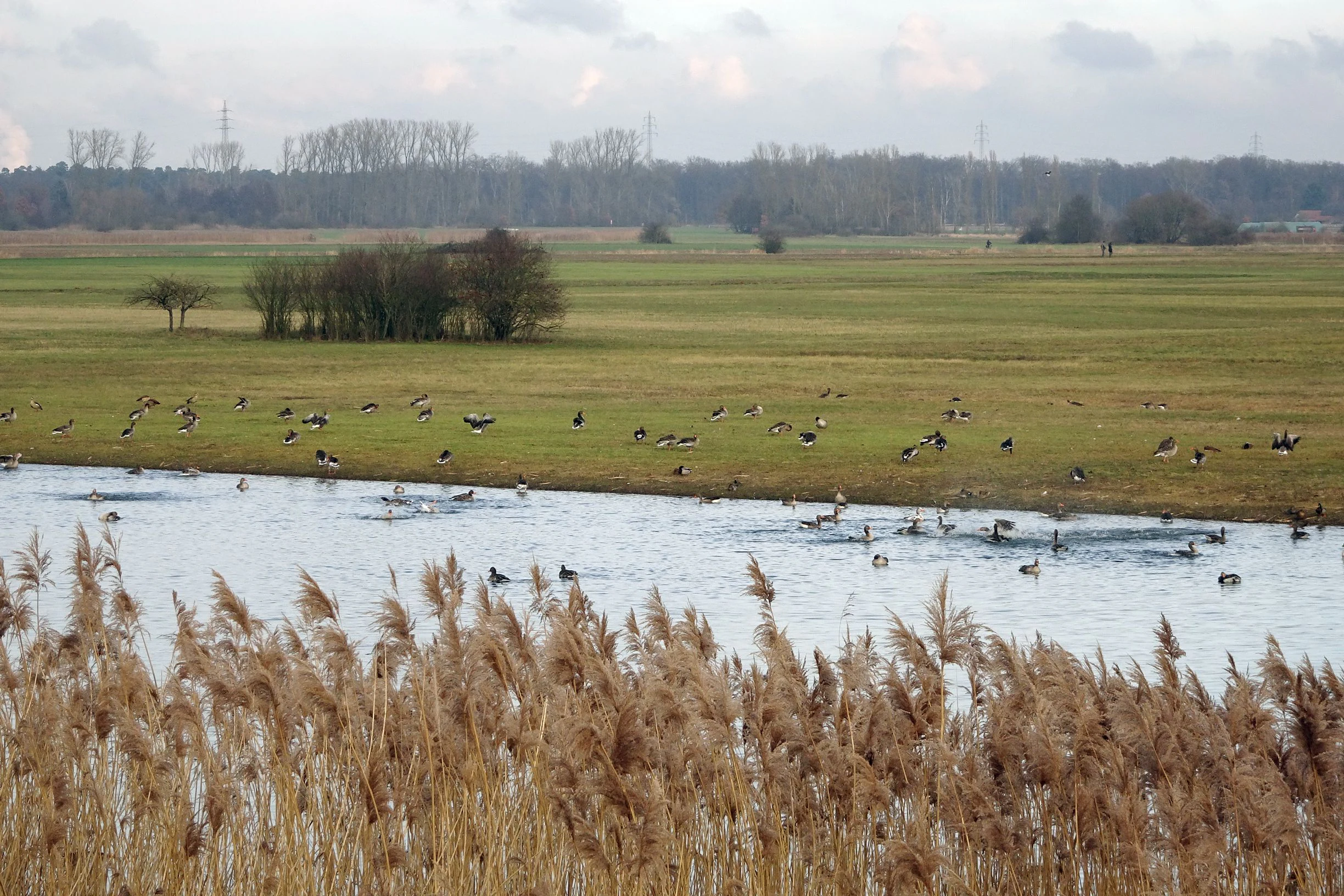 A wide view of a wetland landscape featuring a calm stream in the foreground surrounded by tall brown reeds, with a grassy meadow and a large flock of birds, likely greylag geese, in the midground, and a tree line in the background under an overcast sky.