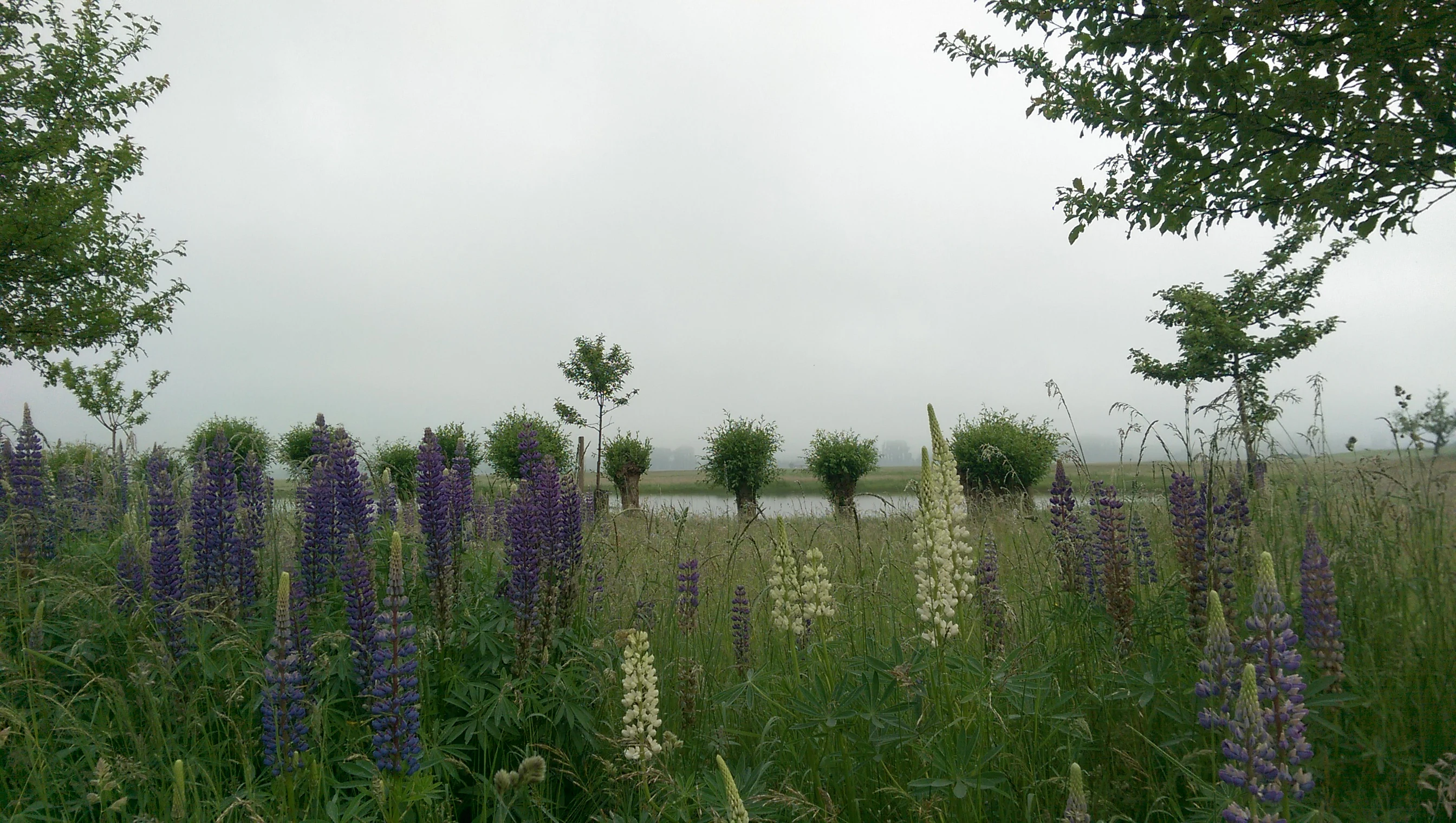 A field of purple and white lupine flowers in the foreground, with a pond and row of small trees in the background under an overcast sky.