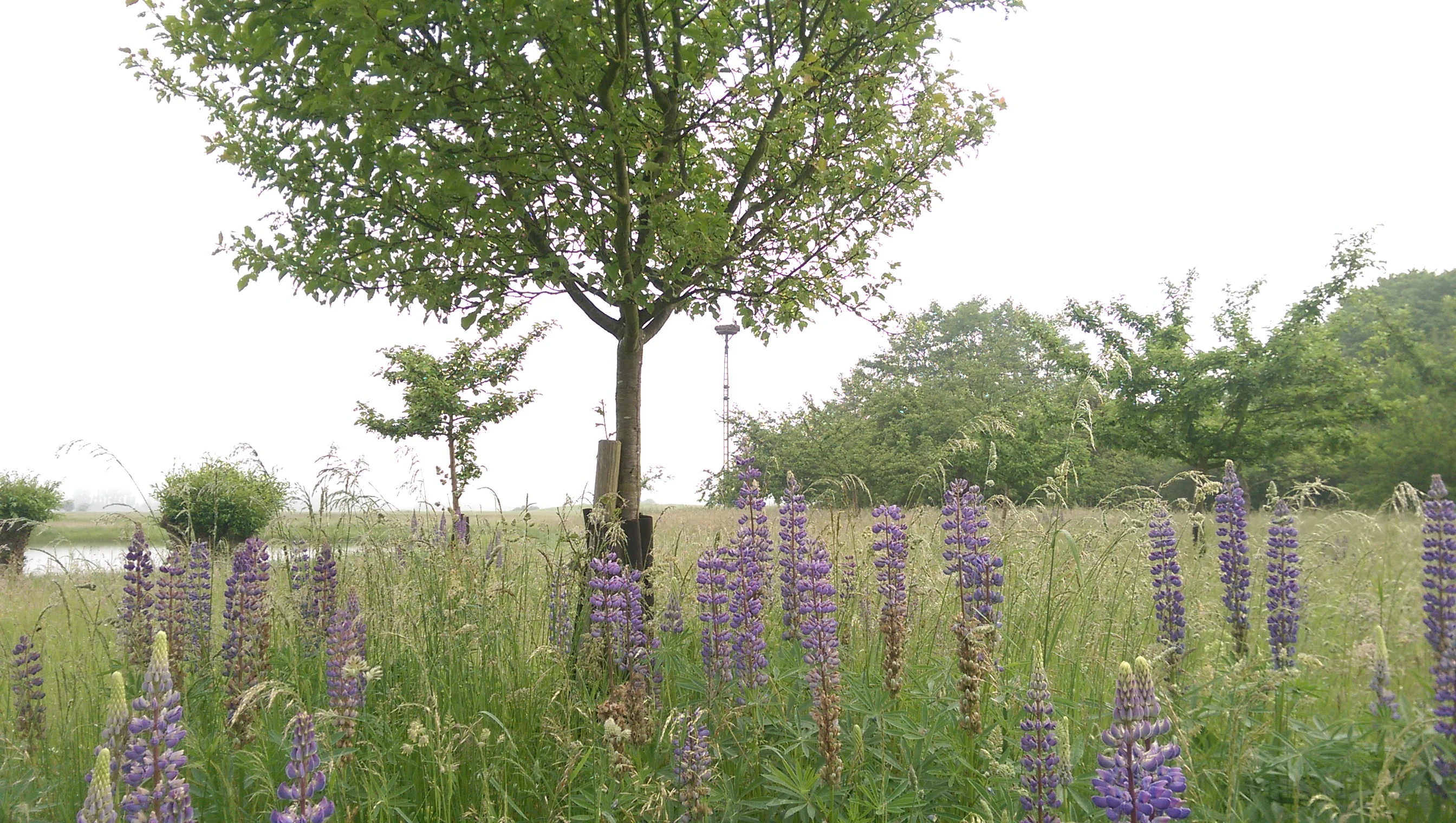 A field of blooming purple lupine flowers in the foreground with a young tree standing in the center and a pond visible in the left background.