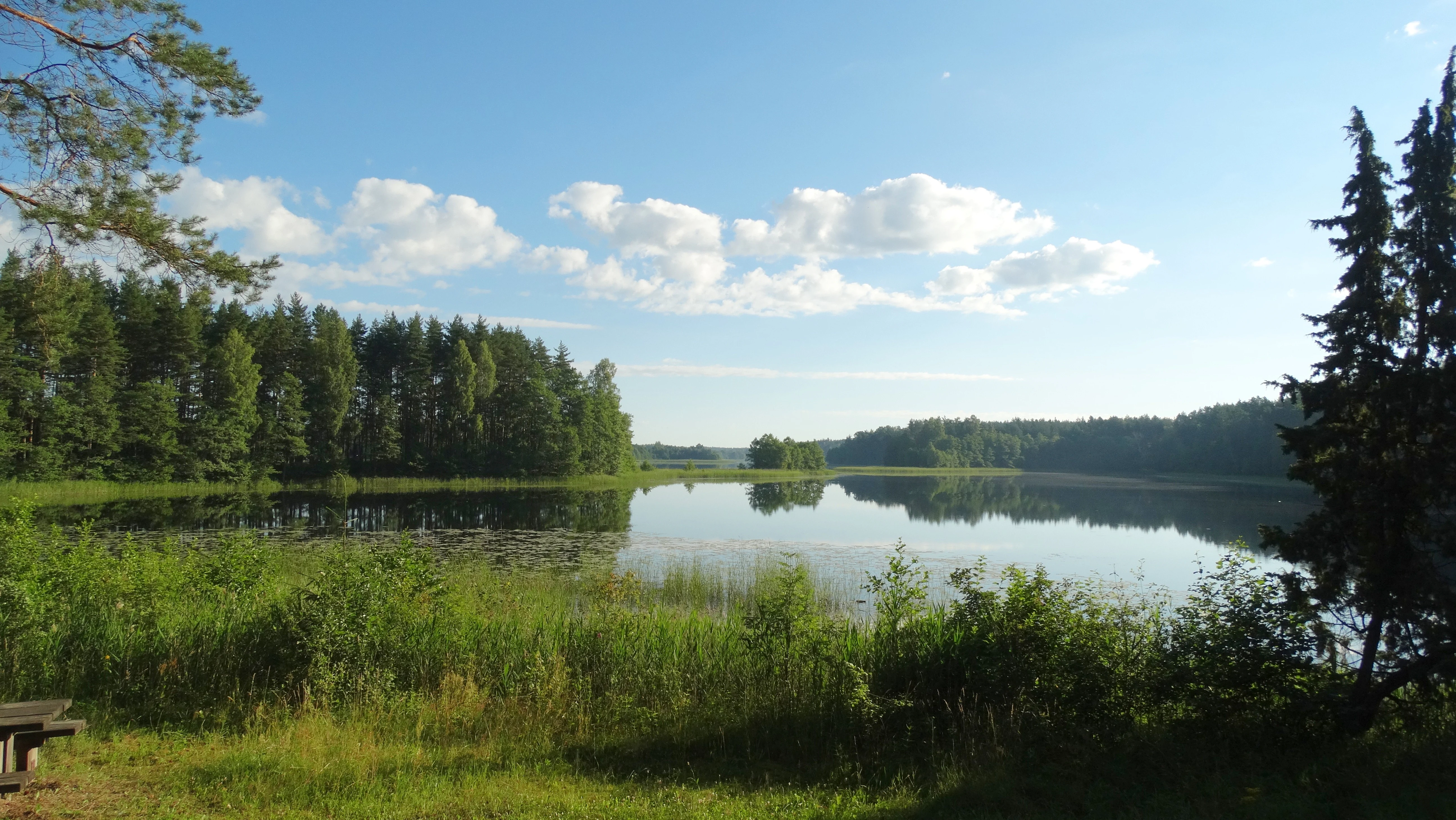 Lake surrounded by dense green forest with a clear blue sky and scattered clouds