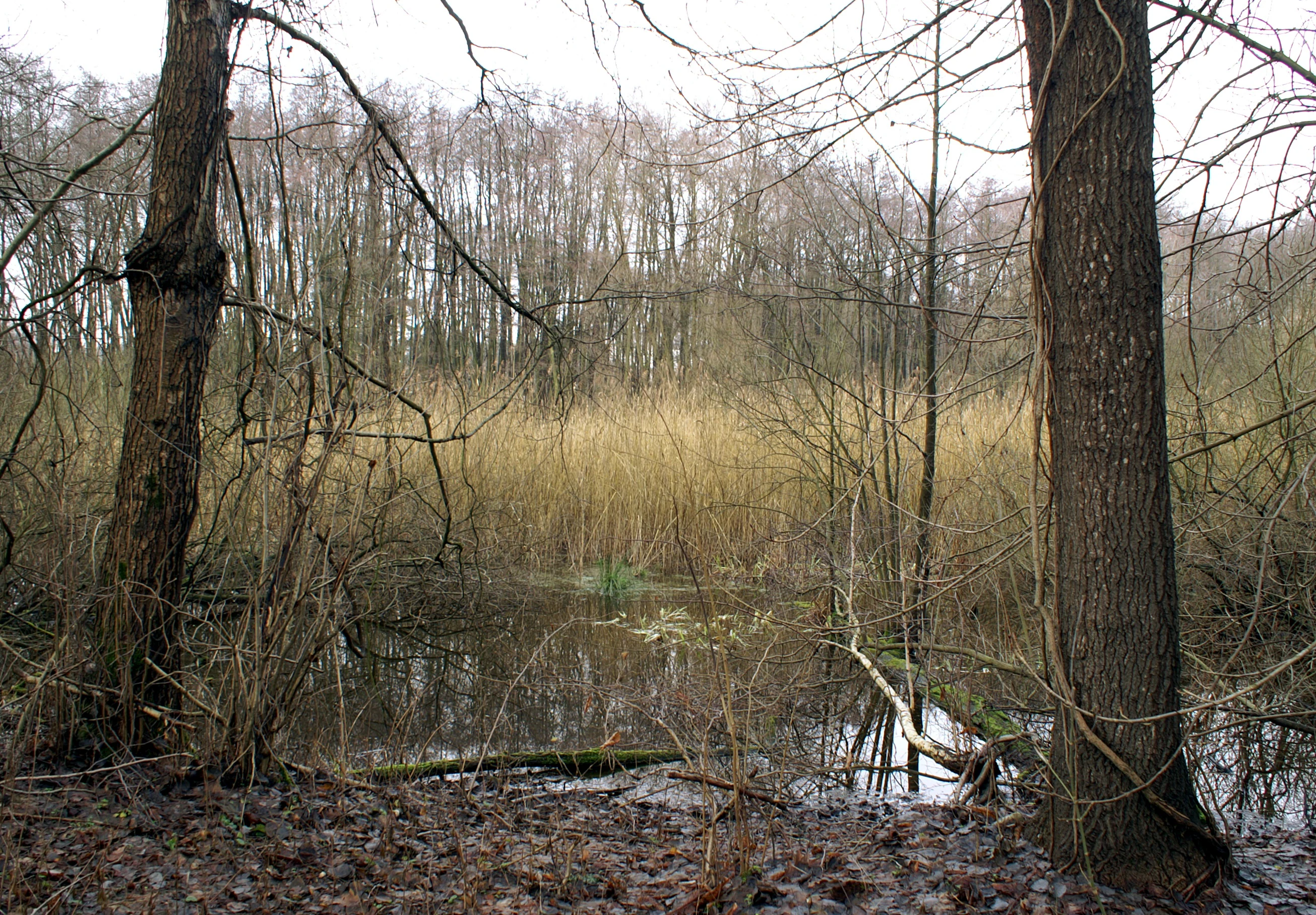 A view of a wetland area at Ausstichgelände Röntgental with a central reed bed surrounded by trees and a foreground pond.
