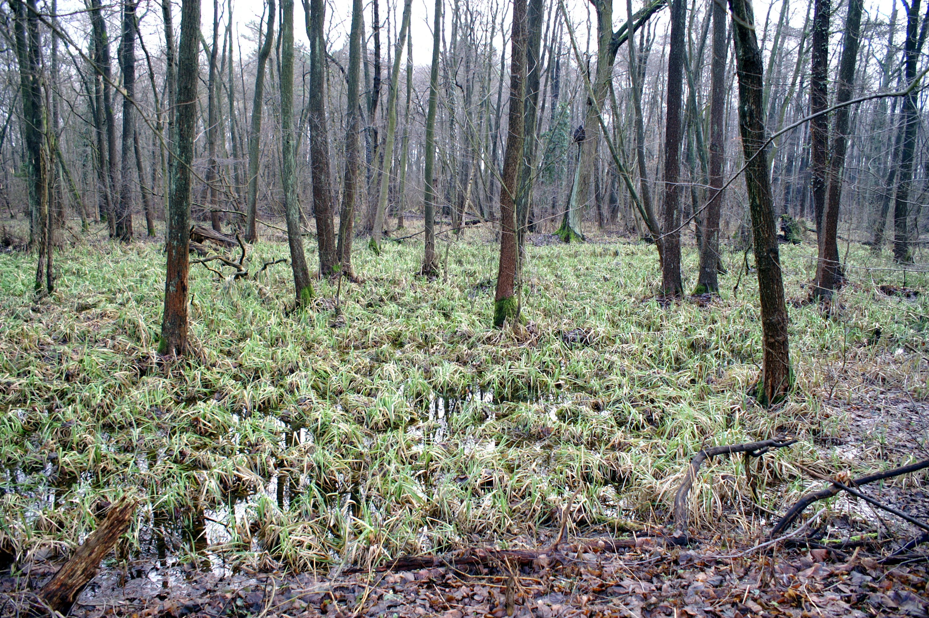 A wetland area featuring sparse trees rising out of shallow standing water and marshy vegetation during a cloudy day.