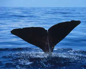 The dark, triangular tail fluke of a sperm whale rising above the surface of deep blue water.