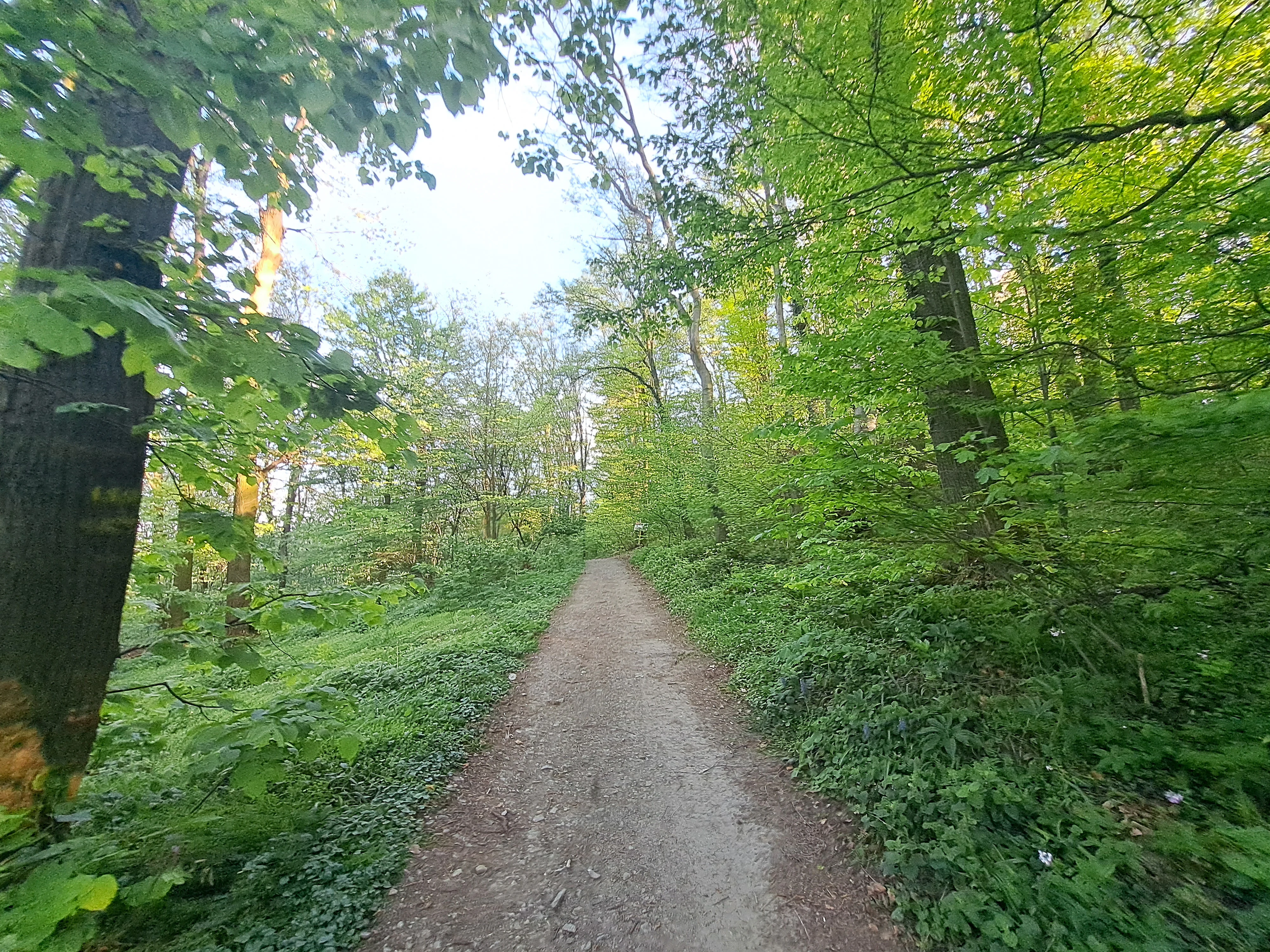 A gravel path surrounded by tall trees and dense green vegetation leading into the distance