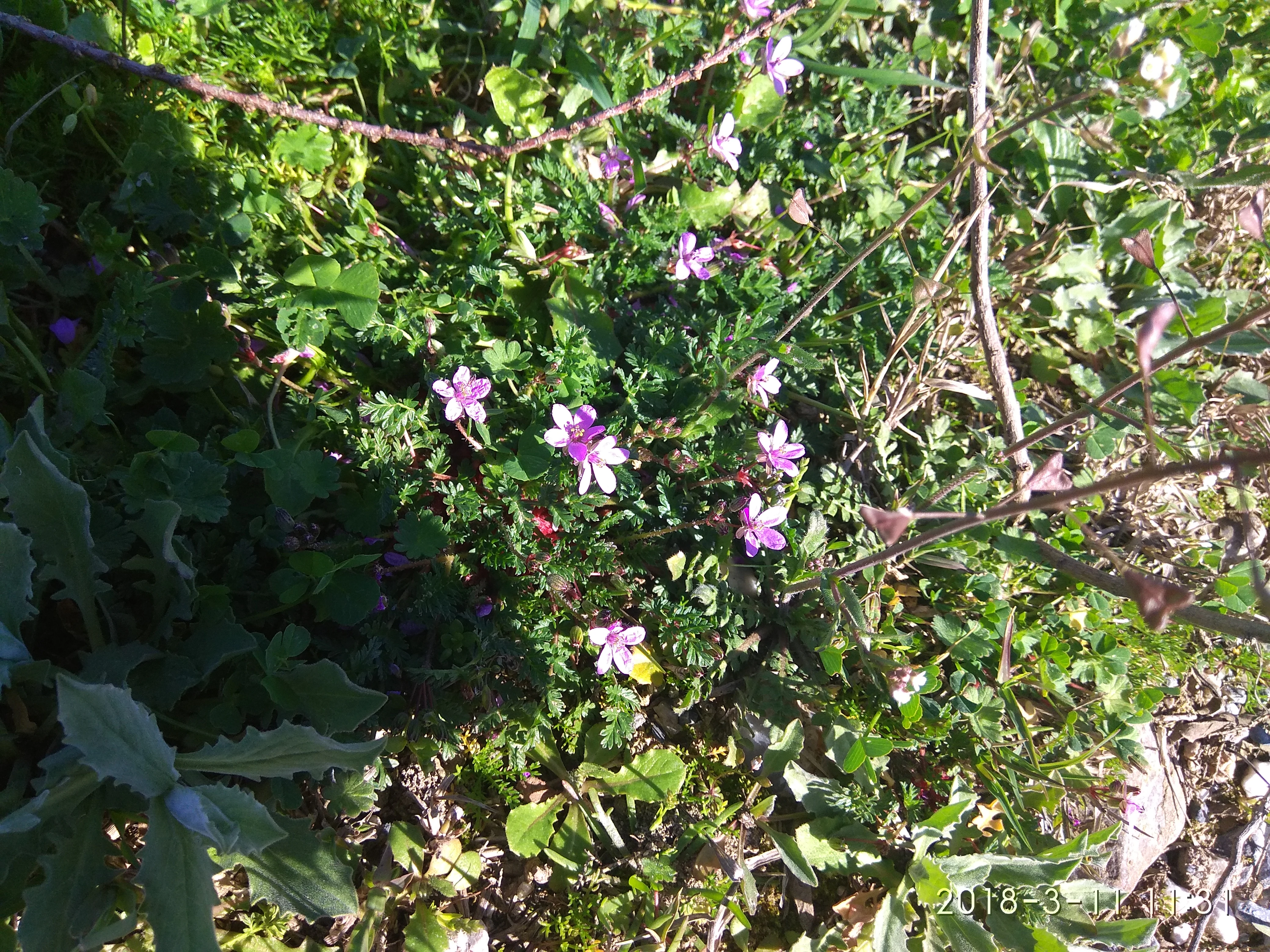 Close-up view of pink and white wildflowers among green foliage in Axios Delta National Park
