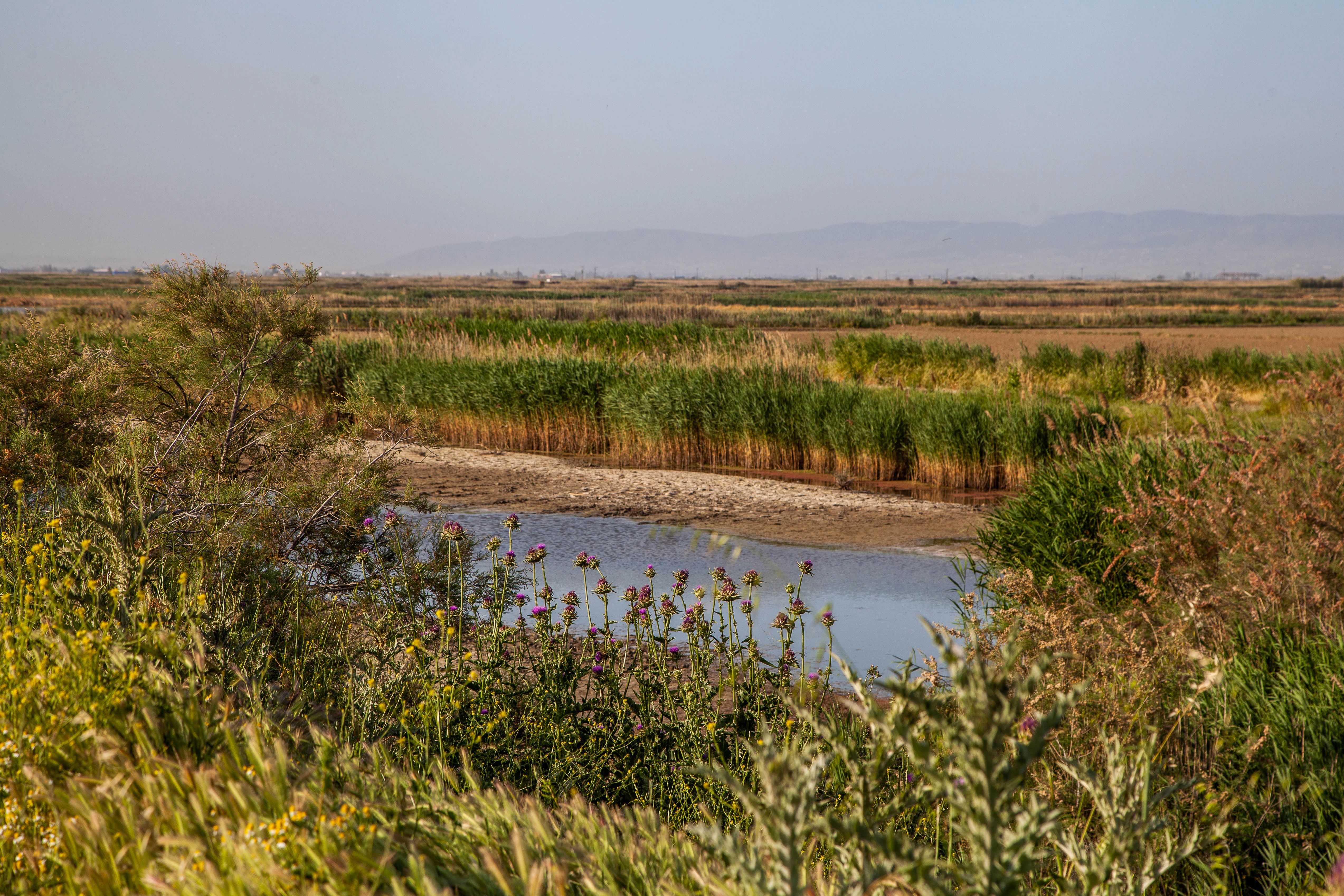 Landscape of Axios Delta National Park featuring marshes, water bodies, reeds, and grasses under a clear sky.