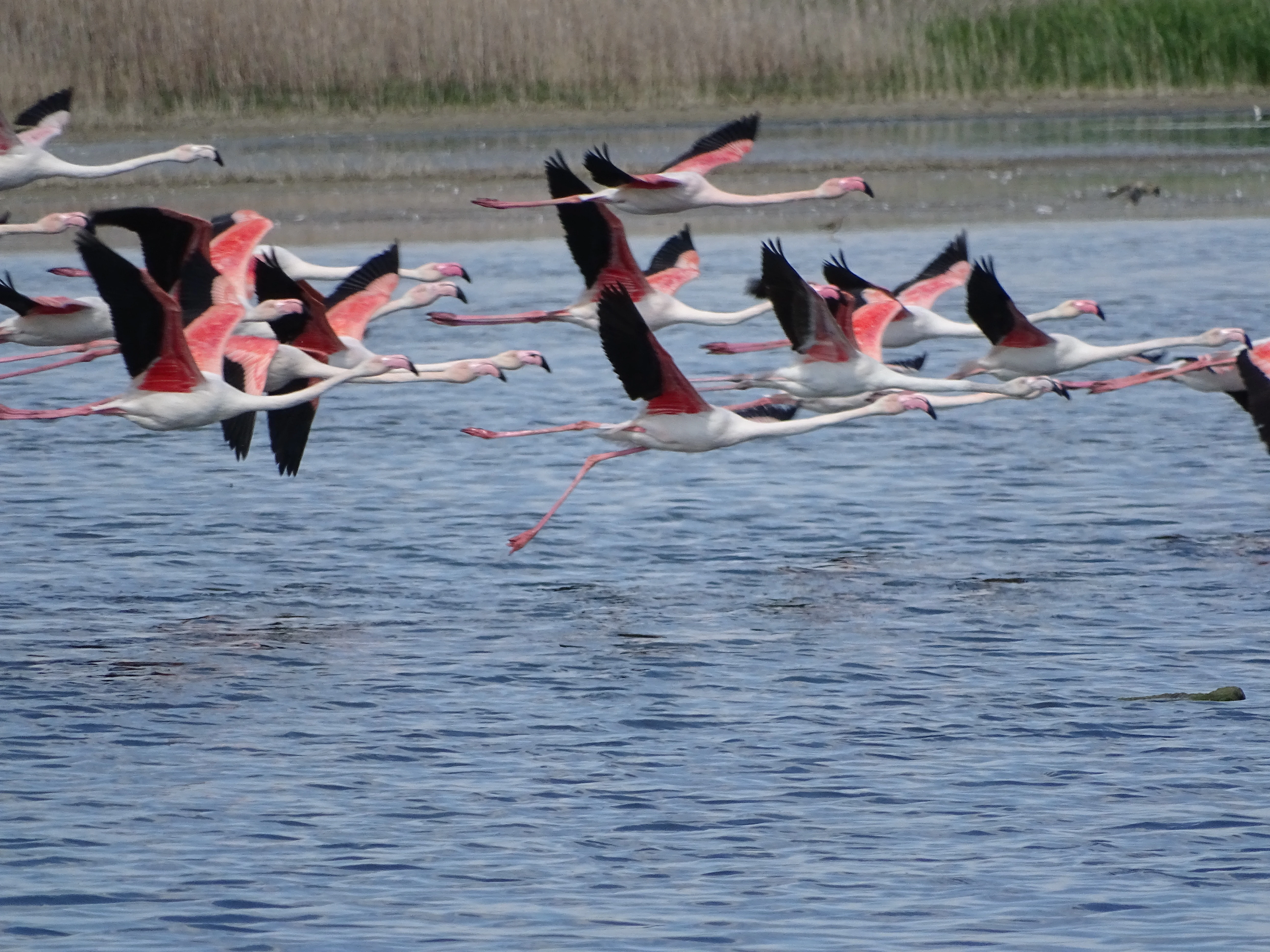 A flock of flamingos with pink bodies and black wing feathers flying over a body of water.