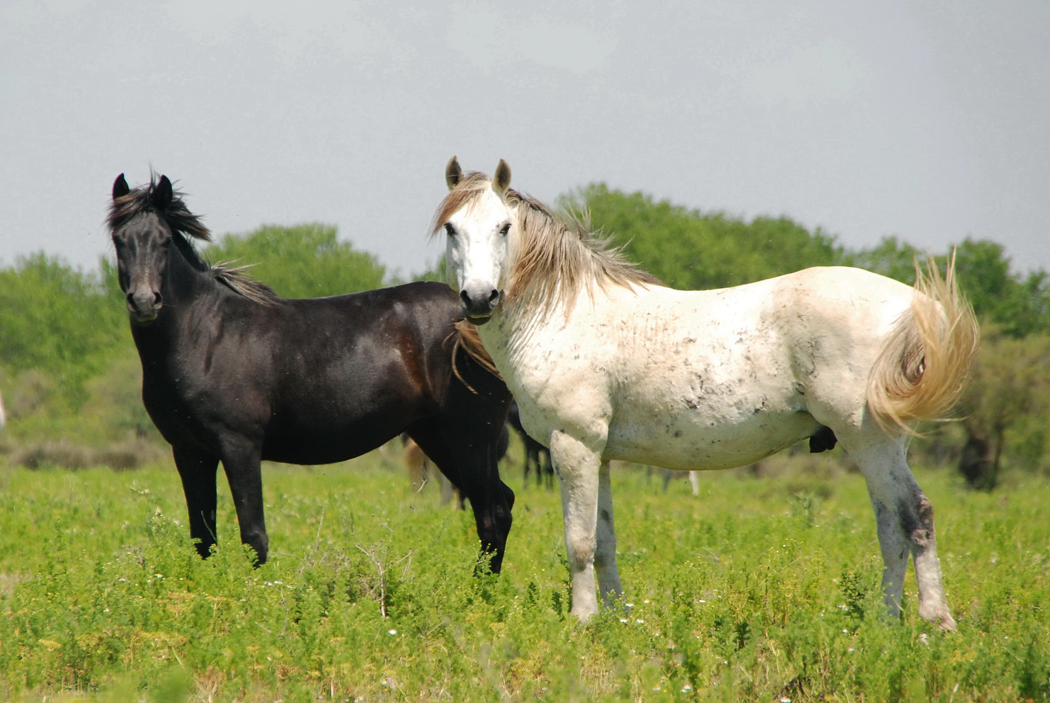 Two wild horses, one black and one white with spots, standing in a green meadow with trees in the background