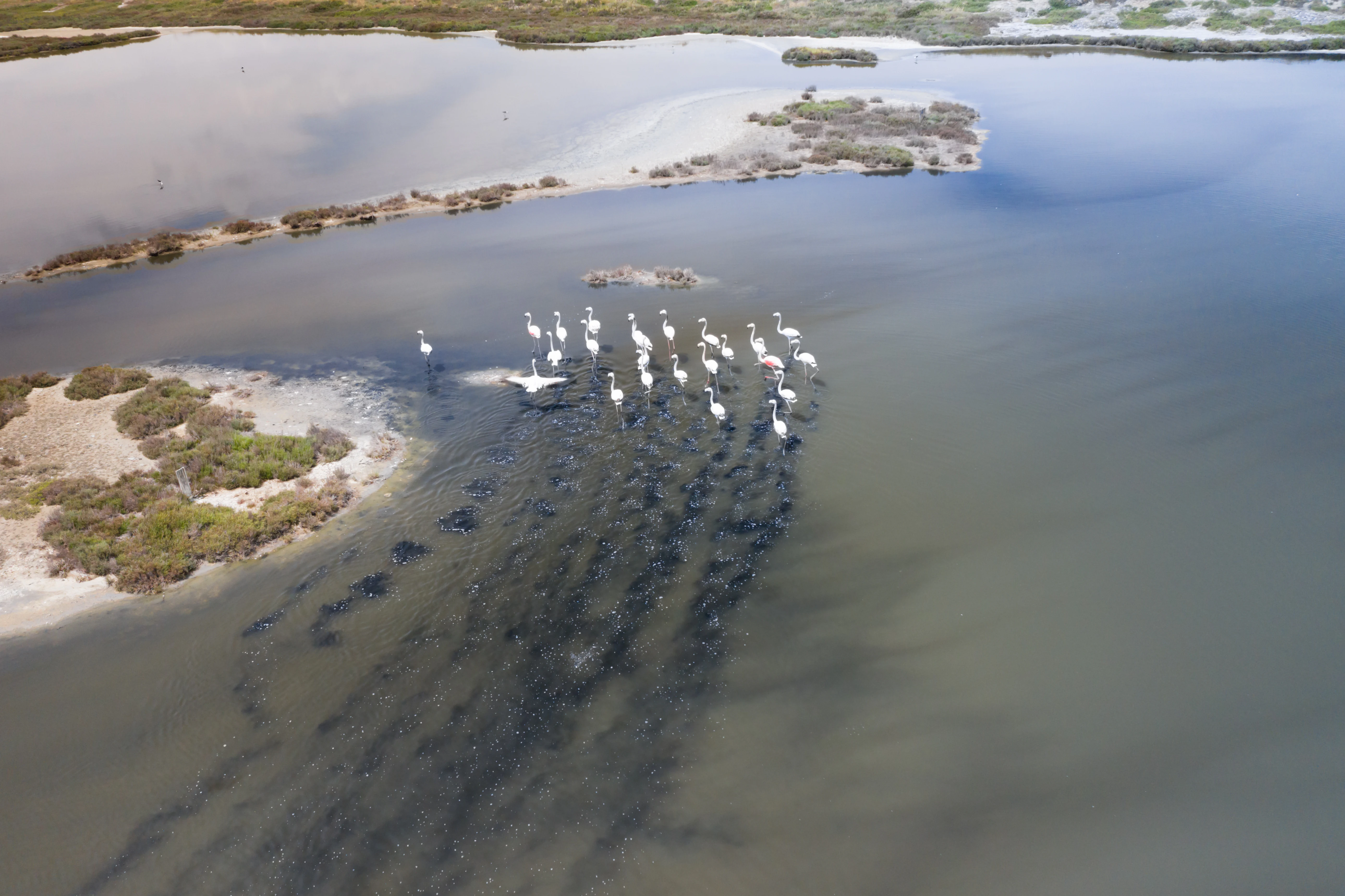 Aerial view of a wetland with a flock of white birds swimming in shallow water, surrounded by marshy land and water channels