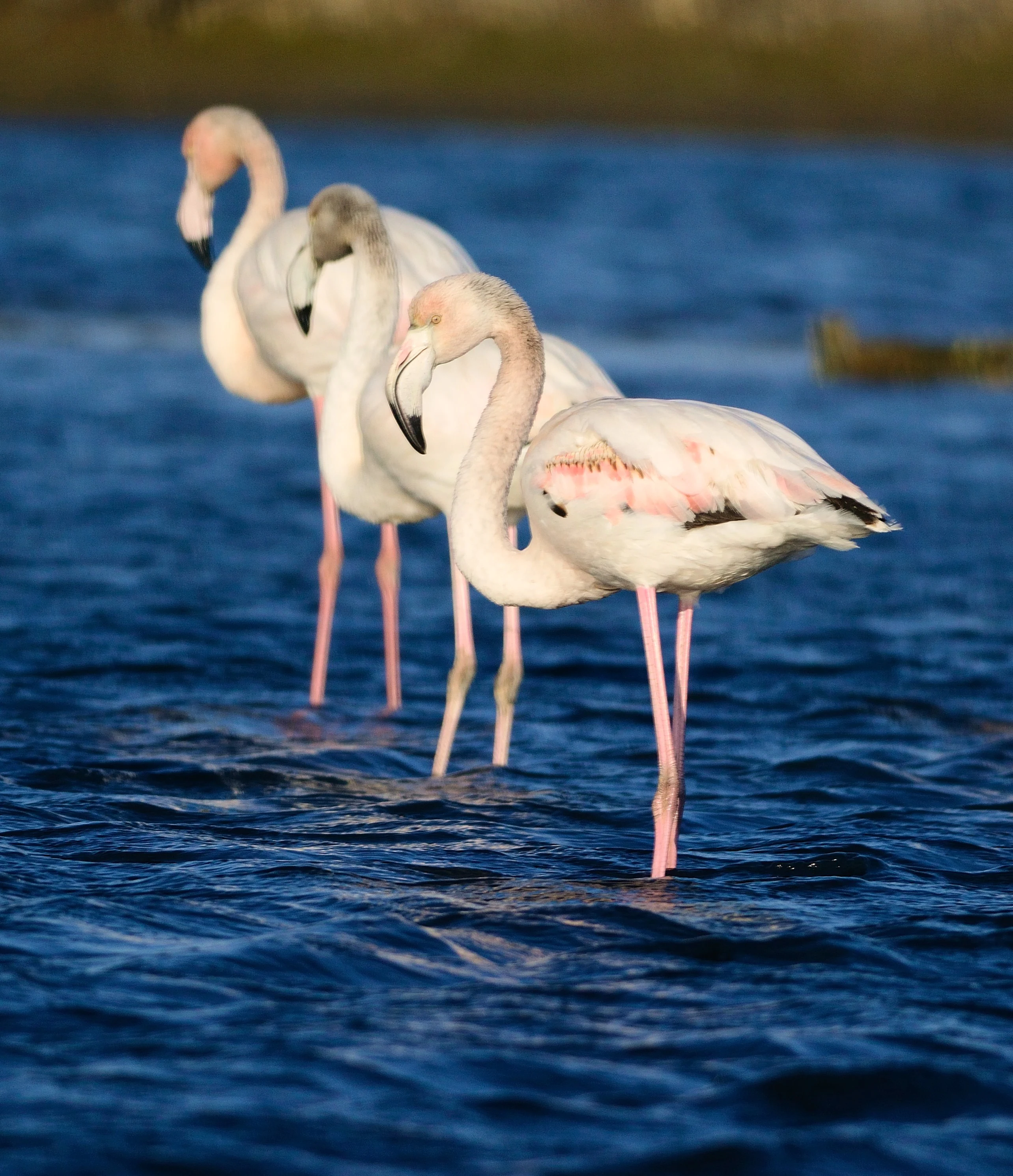 Three pink flamingos standing in blue water with long legs visible