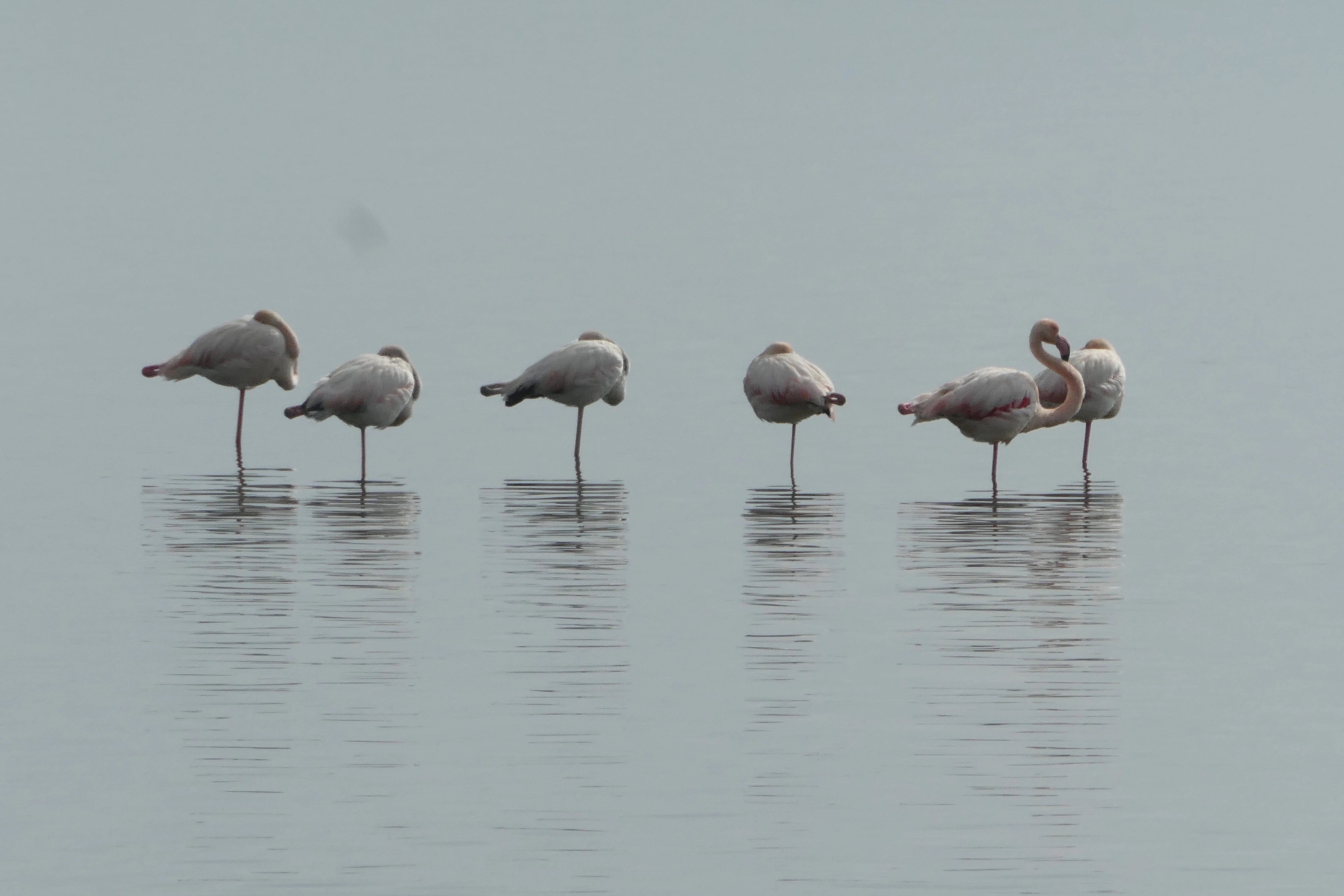 Five flamingos standing in shallow water with reflections visible in calm water