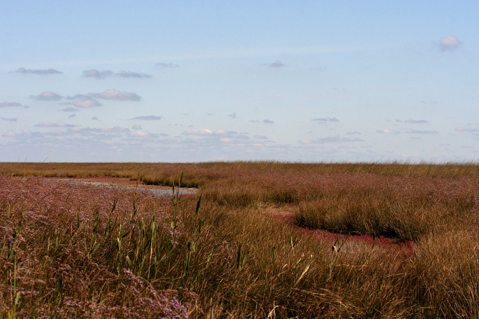 Tall brownish grasses and patches of shallow water in a coastal wetland under a clear blue sky