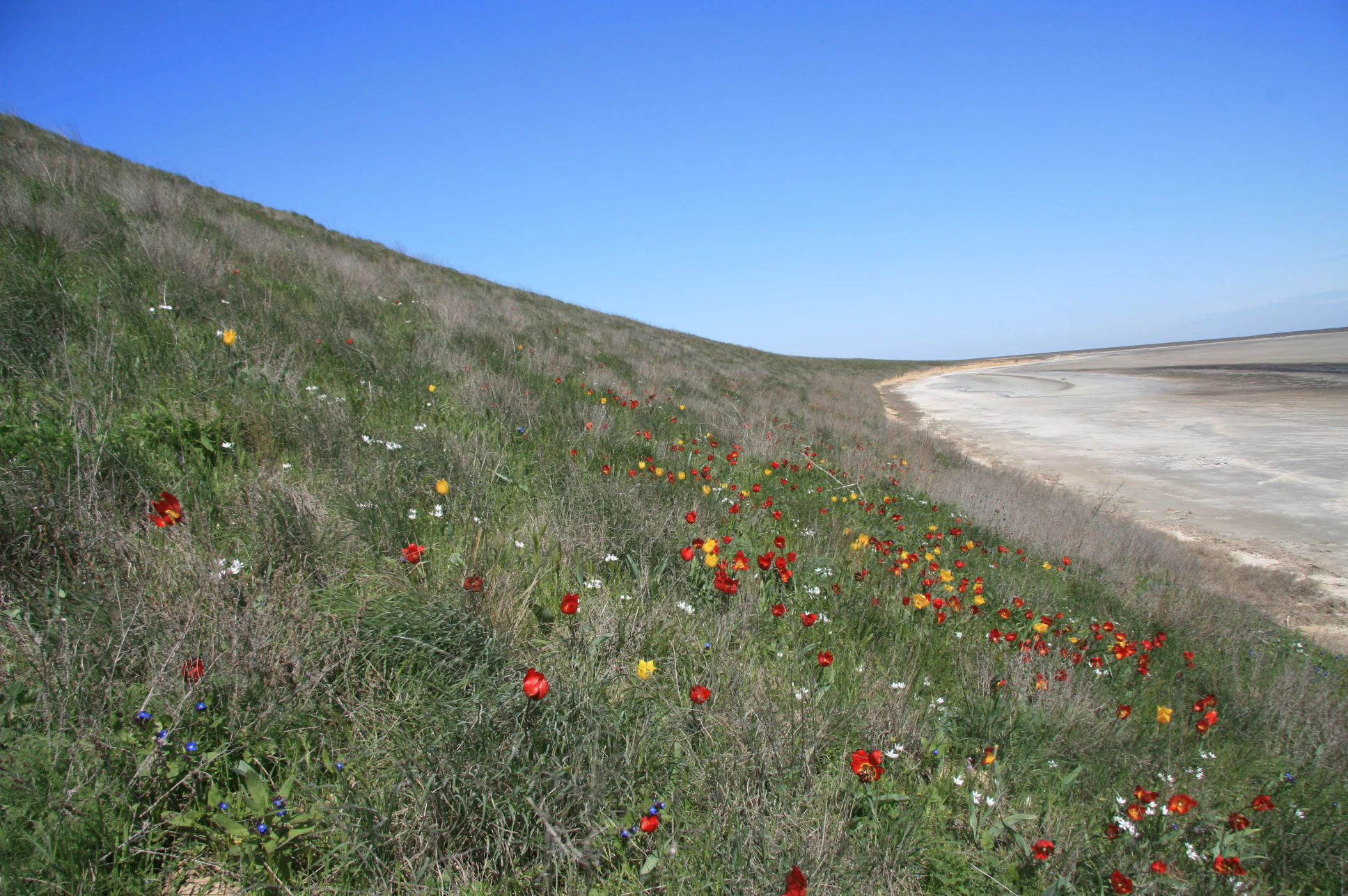 Grassy hillside covered with red, yellow, and white wildflowers descending to a sandy beach with the Sea of Azov in the background
