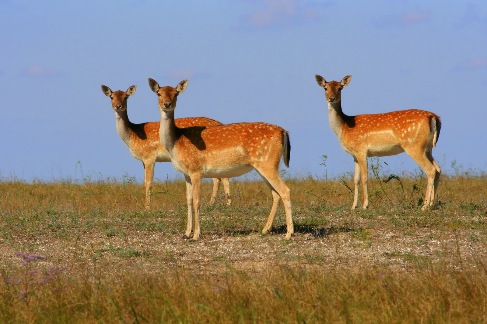 Three fallow deer with spotted coats standing in a grassy field under a clear blue sky