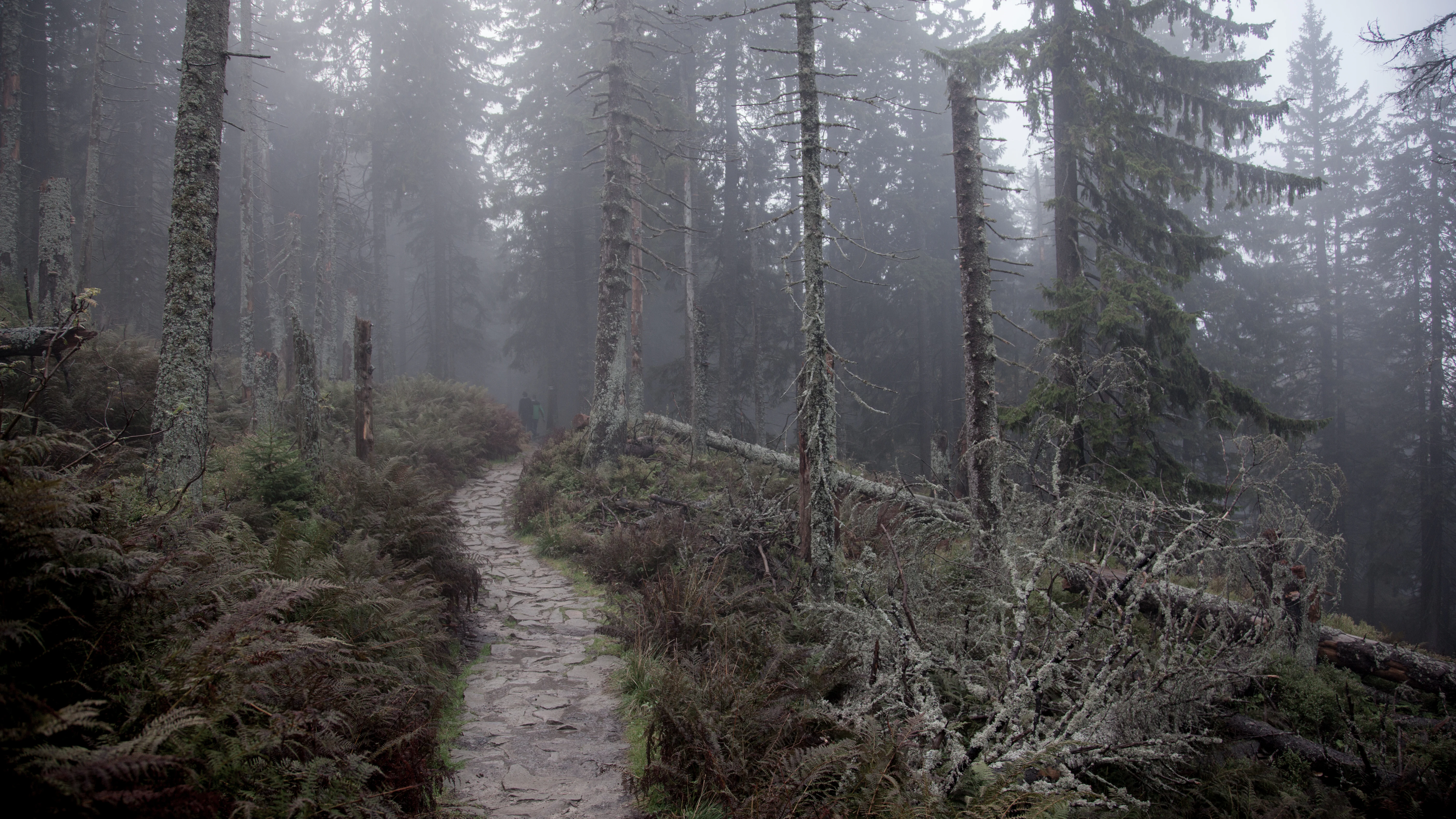Stone path winding through a misty forest with tall trees and dense underbrush.
