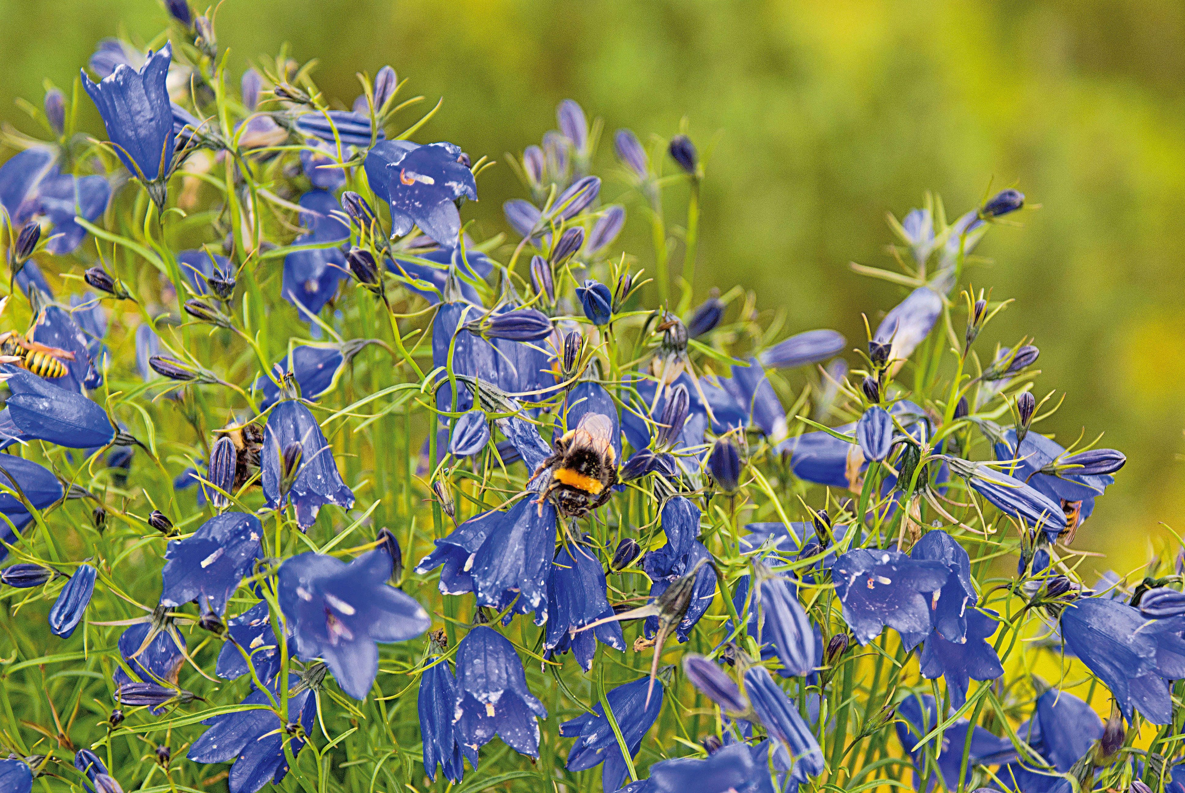 Blue bell-shaped flowers with a bumblebee and small insects