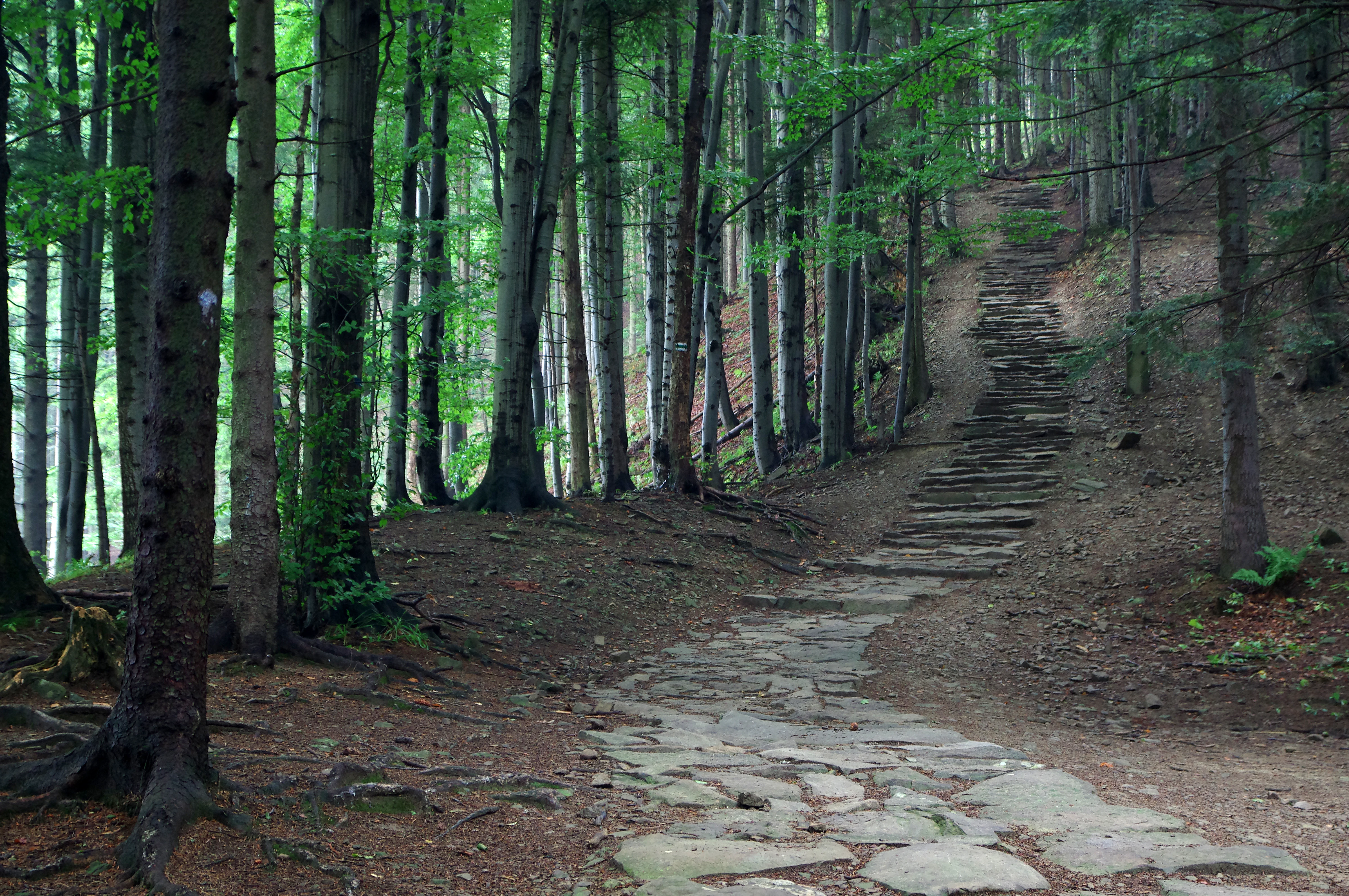 Stone steps and dirt path leading uphill through a forest with tall trees and green foliage