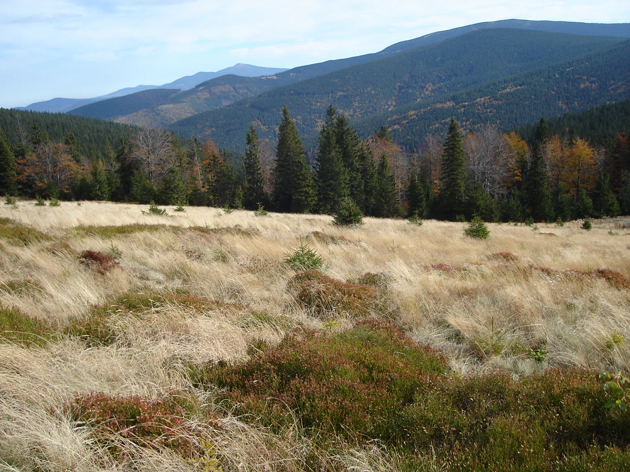 Grassy meadow with patches of shrubs, surrounded by dense forest and mountains under a partly cloudy sky