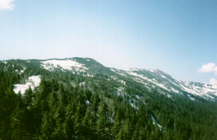 Forest-covered mountain slopes with patches of snow under a clear blue sky