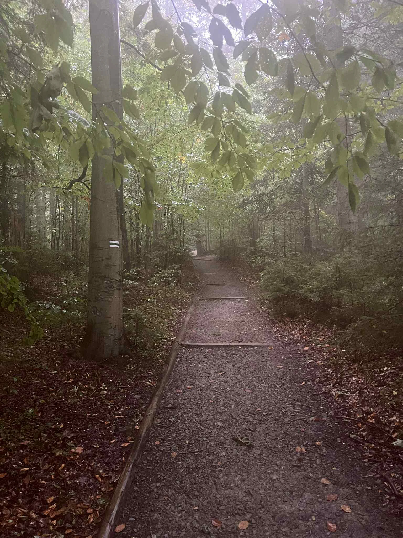 A dirt hiking path leads into a dense, misty forest with tall trees and a trail marker visible on a tree trunk.