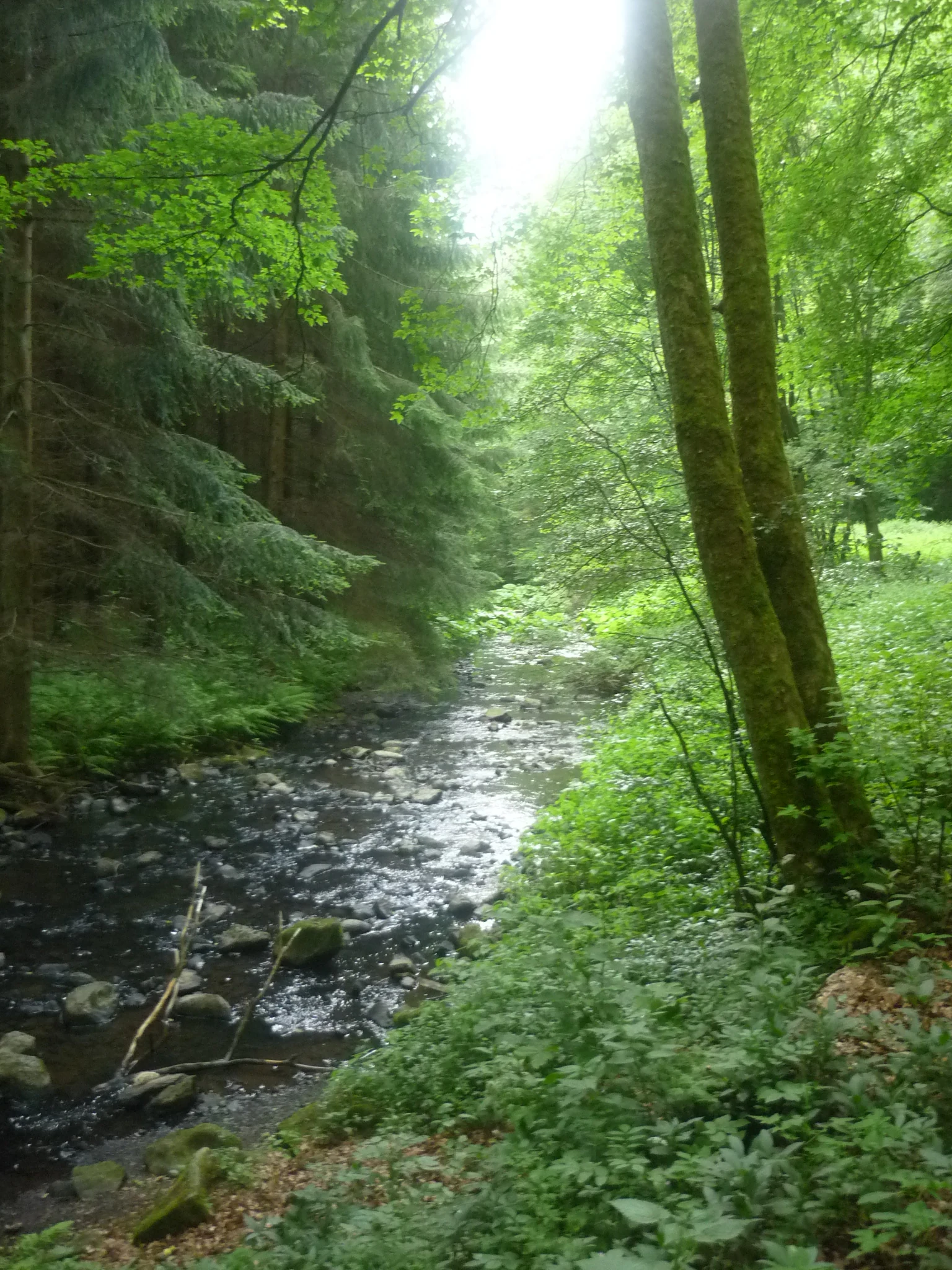 A small, rocky stream flowing through a dense, green forest with sunlight filtering through the canopy.