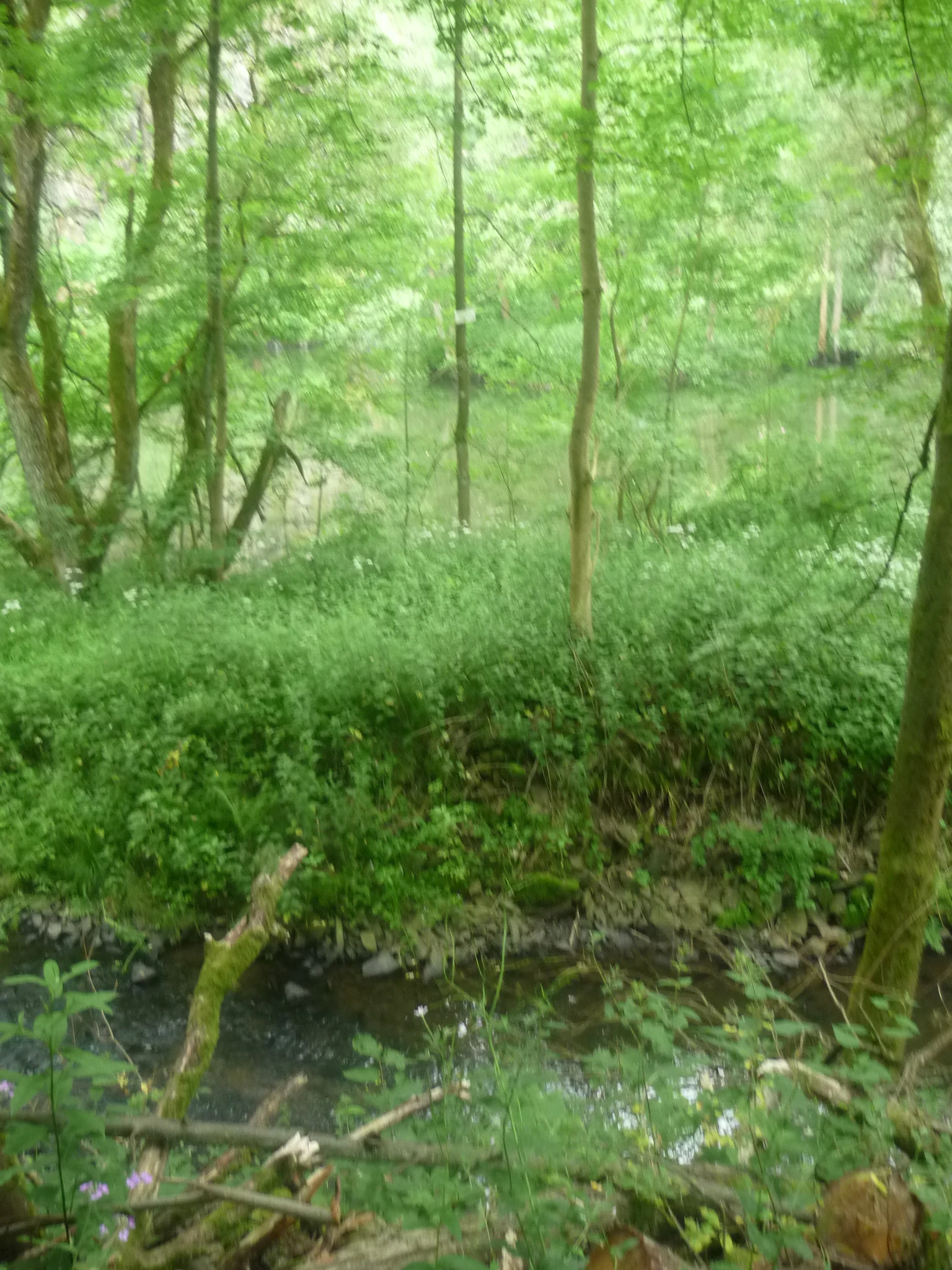 A dense, green forest scene with a small stream flowing through the foreground and reflective pond water visible through the trees in the background.