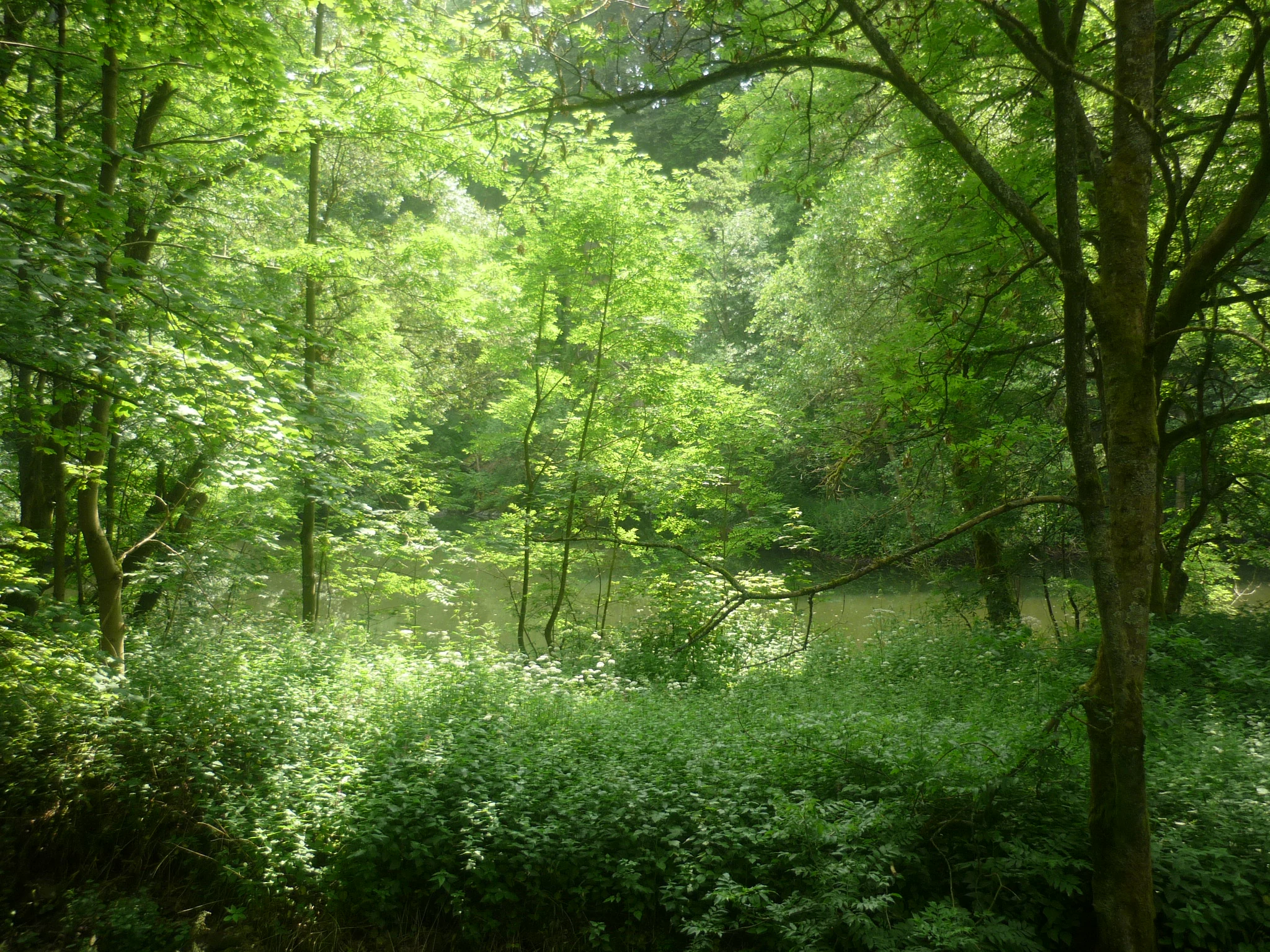 A dense, green forest landscape featuring a small pond nestled among trees and low-lying vegetation.