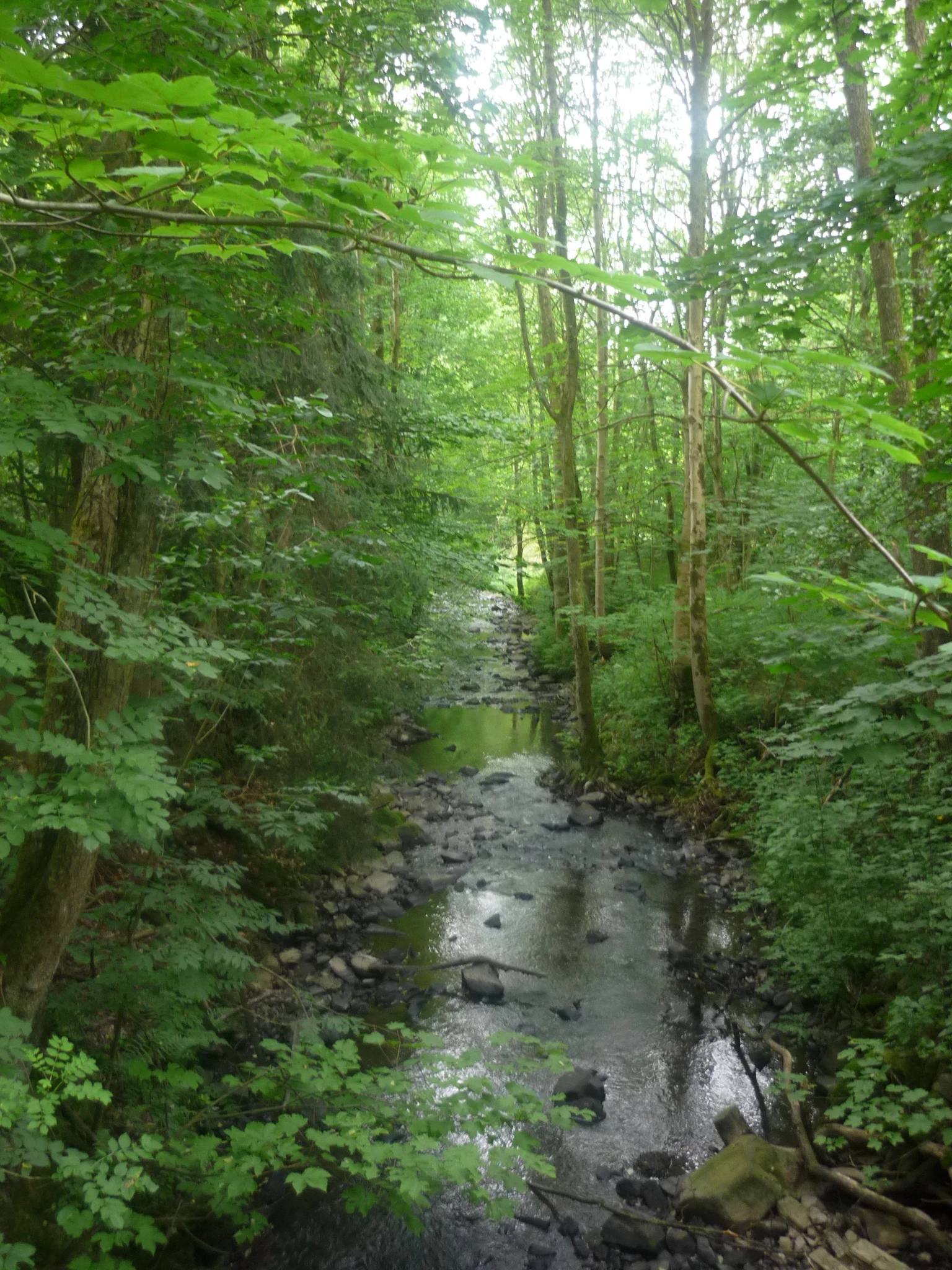A small, shallow forest stream flowing over dark rocks, flanked by dense green trees and shrubs.