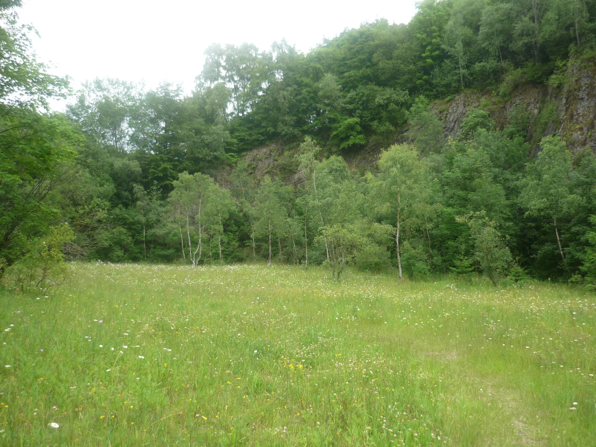 A green meadow filled with wildflowers in the foreground, bordered by a line of young trees and a tall, steep, dark basalt rock face in the background.