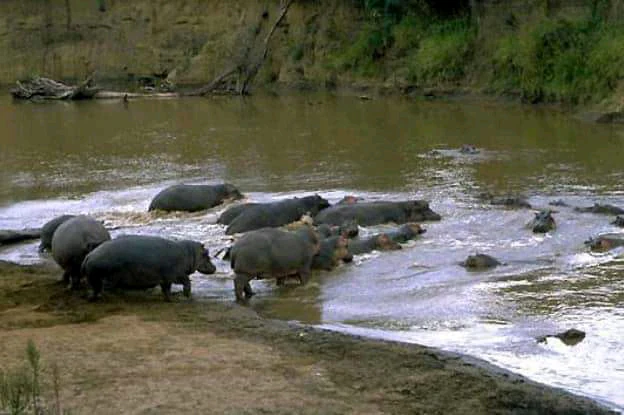 Un grupo de hipopótamos parcialmente sumergidos en un río fangoso, con varios de ellos sobre la orilla arenosa.
