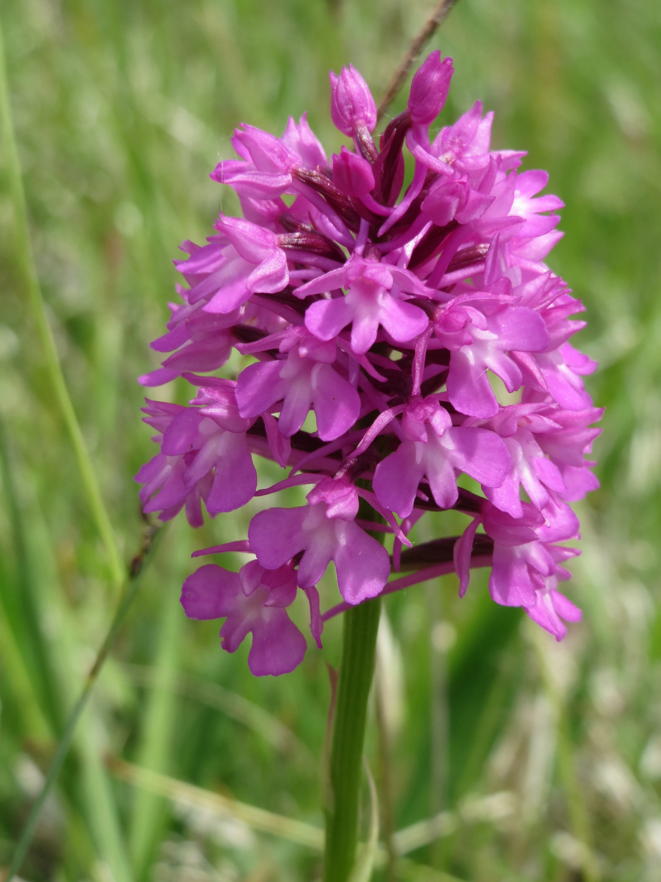 A close-up photograph of a vibrant pink Pyramidal Orchid flower head with a soft-focus green background of grass.
