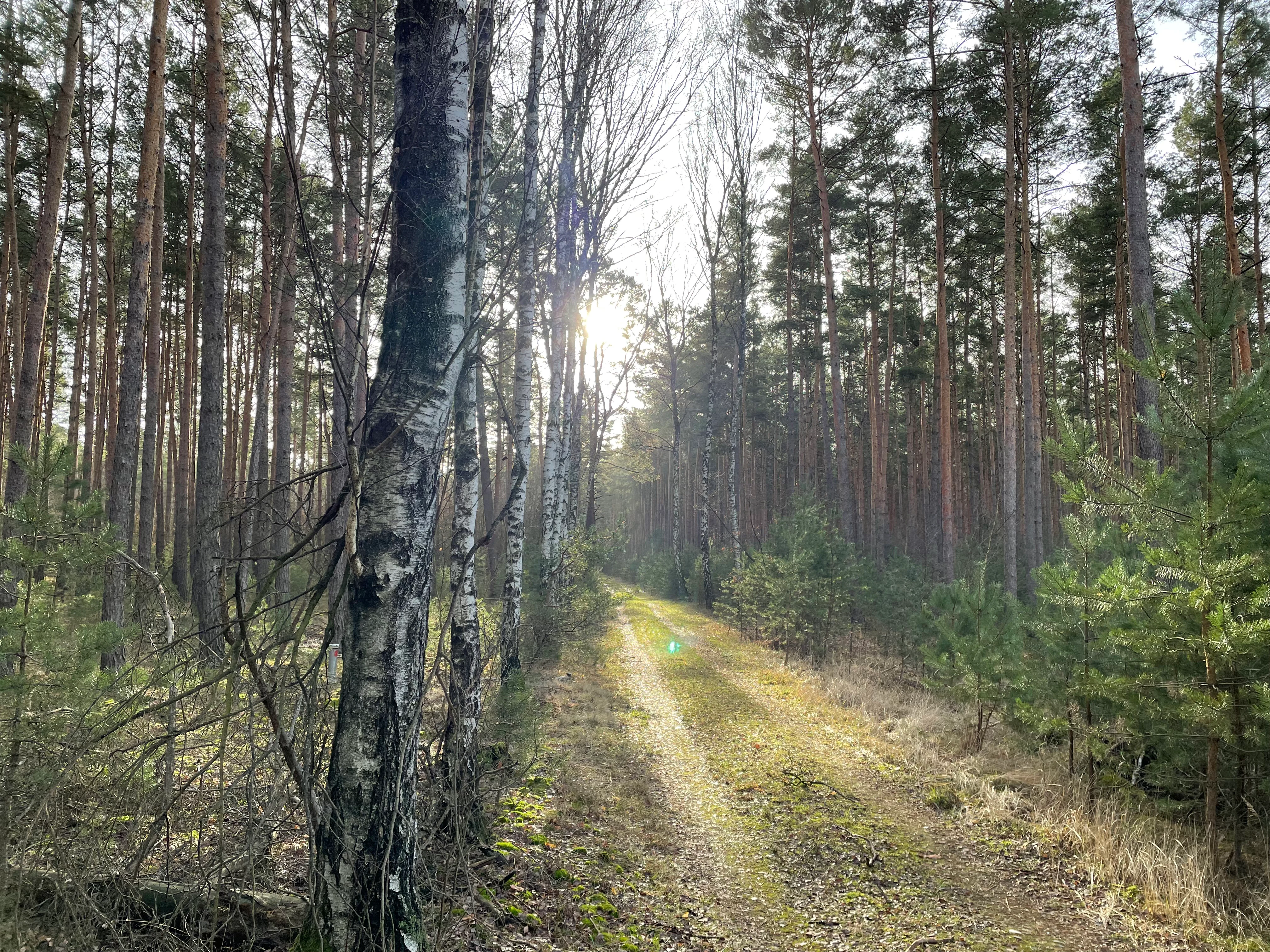 A dirt path leads through a dense forest of tall pine and birch trees, with sunlight filtering through the canopy.