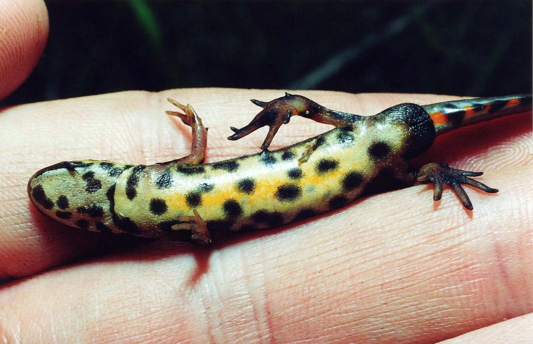 A close-up view of a smooth newt lying on a person's palm, showing its yellow and black spotted belly.